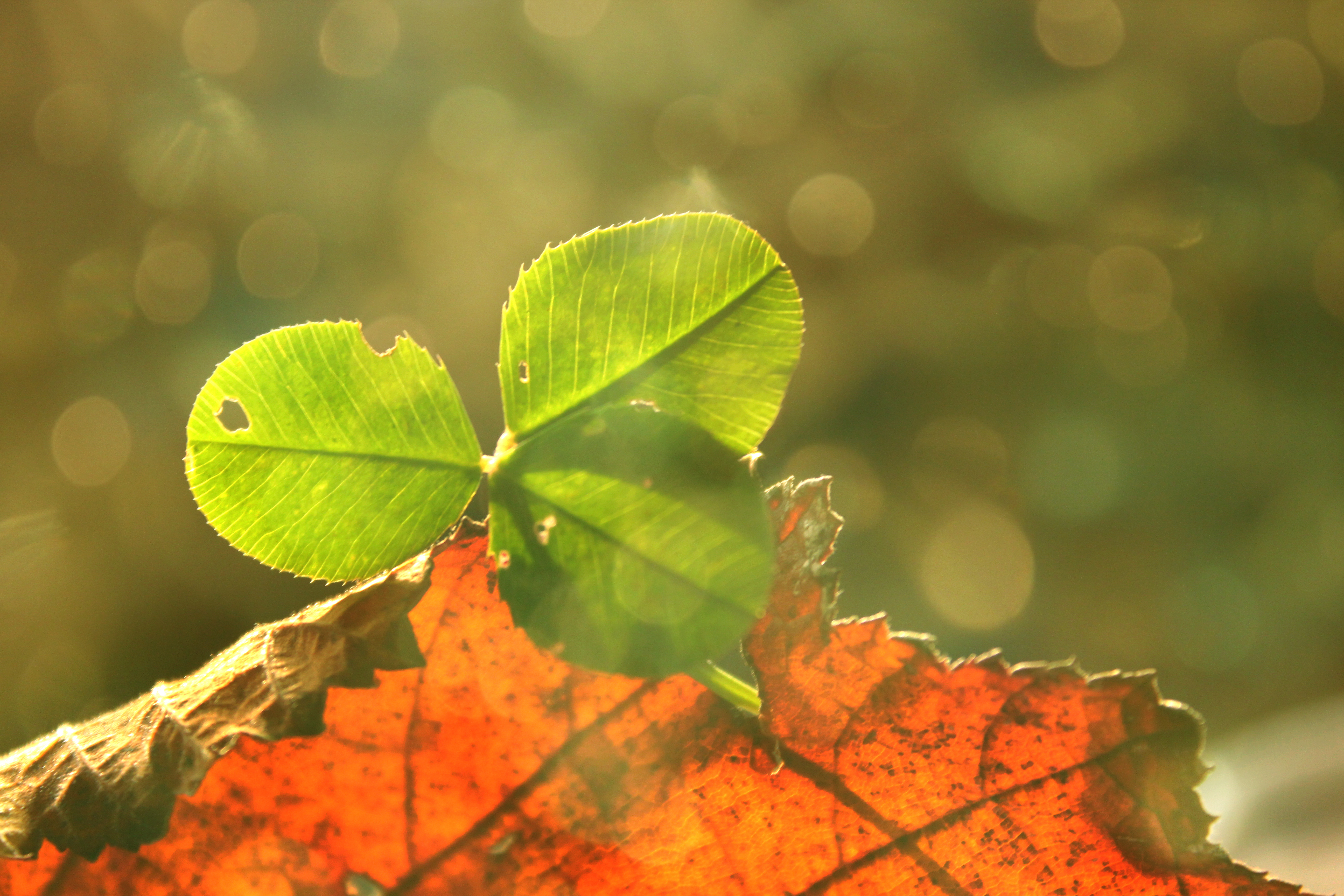 Download mobile wallpaper Nature, Earth, Clover, Bokeh for free.