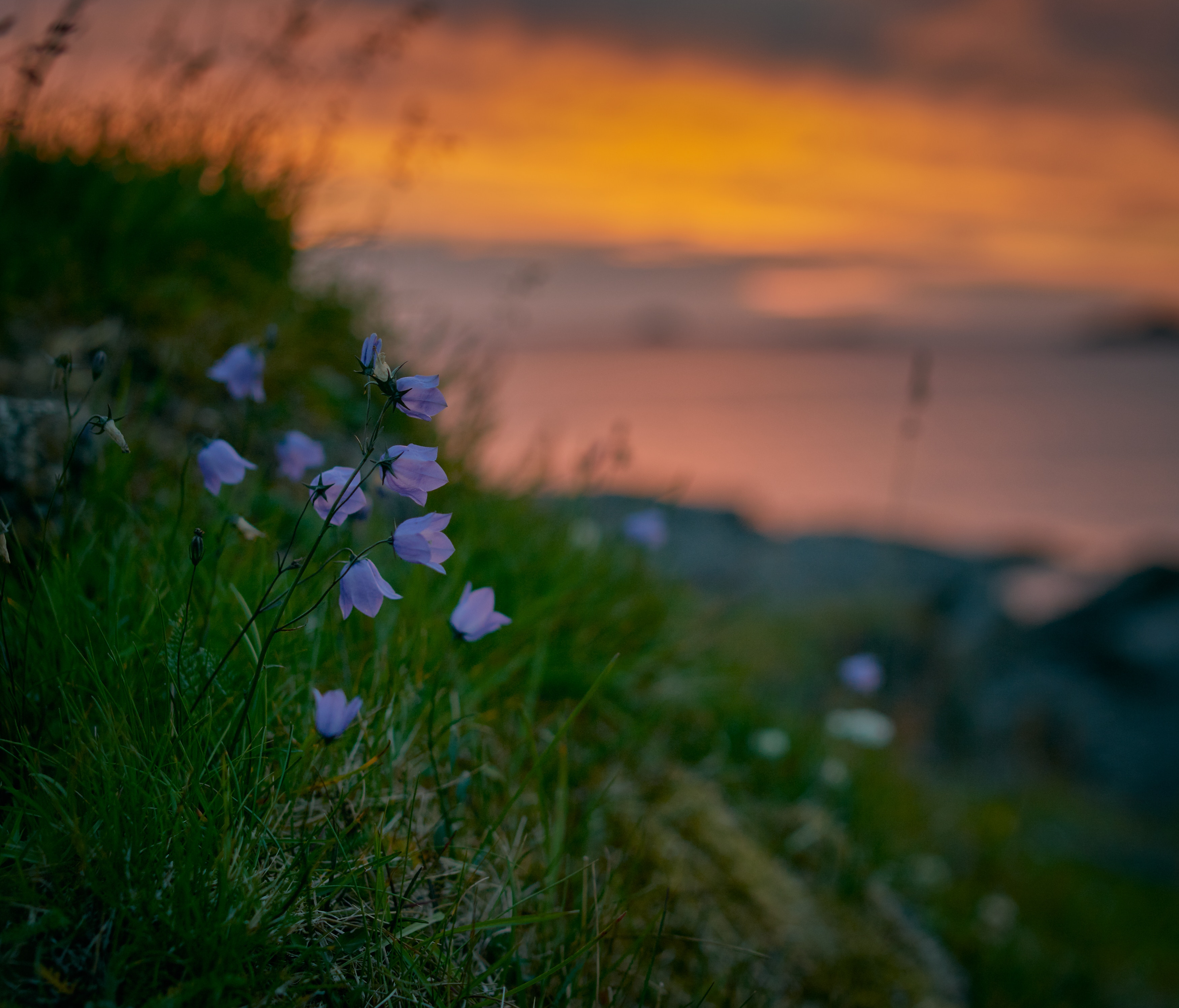 summer, flowers, grass, bluebells, wildflowers HD for desktop 1080p