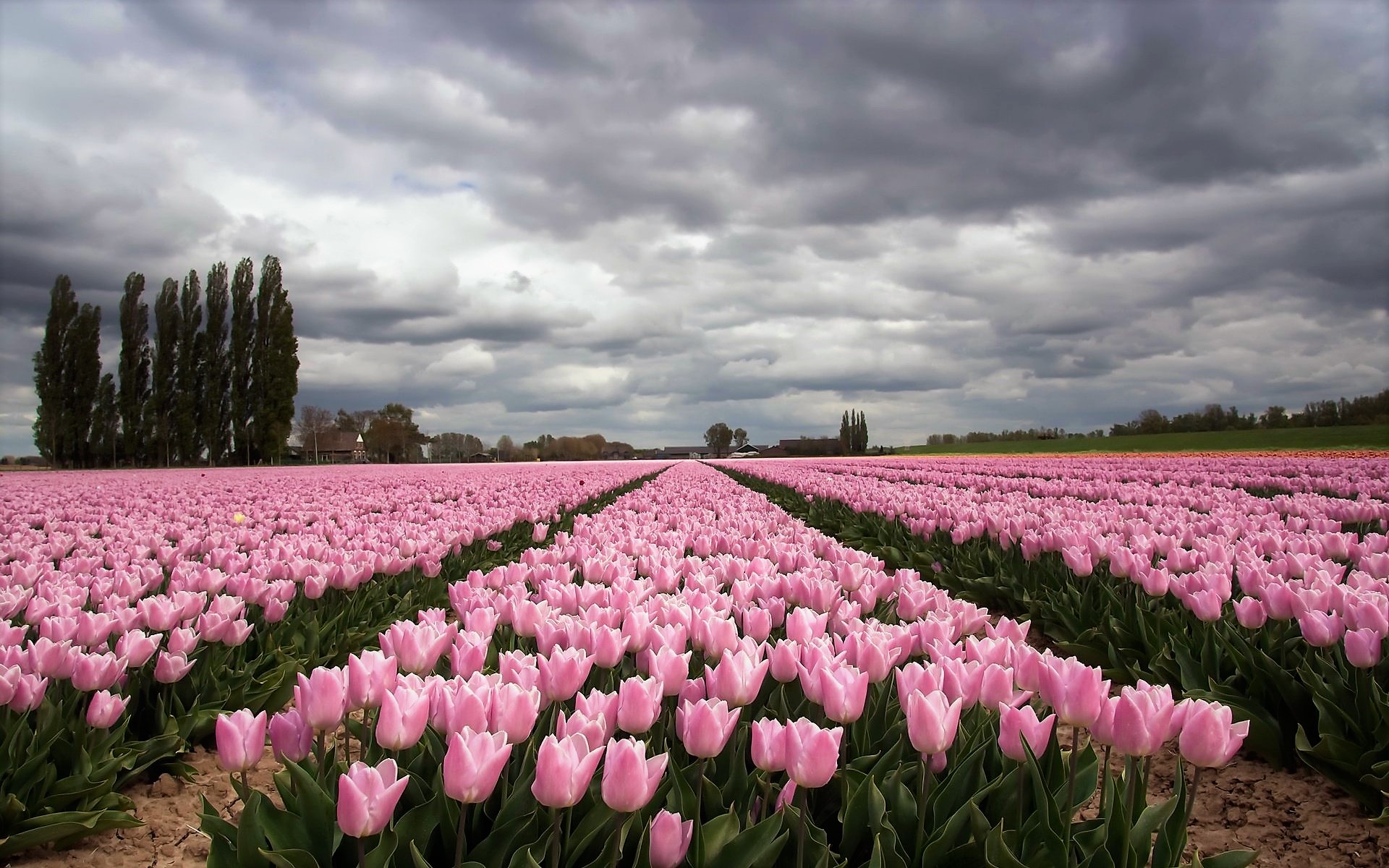 Download mobile wallpaper Flowers, Flower, Earth, Field, Cloud, Tulip, Pink Flower for free.