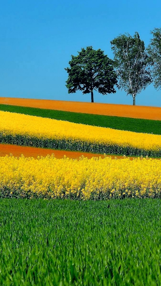 Скачати мобільні шпалери Пейзаж, Трава, Дерево, Поле, Фотографія безкоштовно.