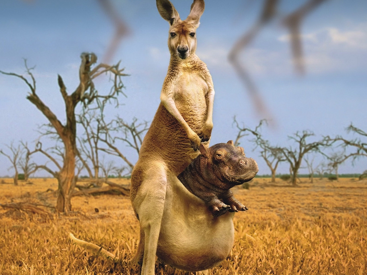 kangaroo, animals, hippos HD wallpaper