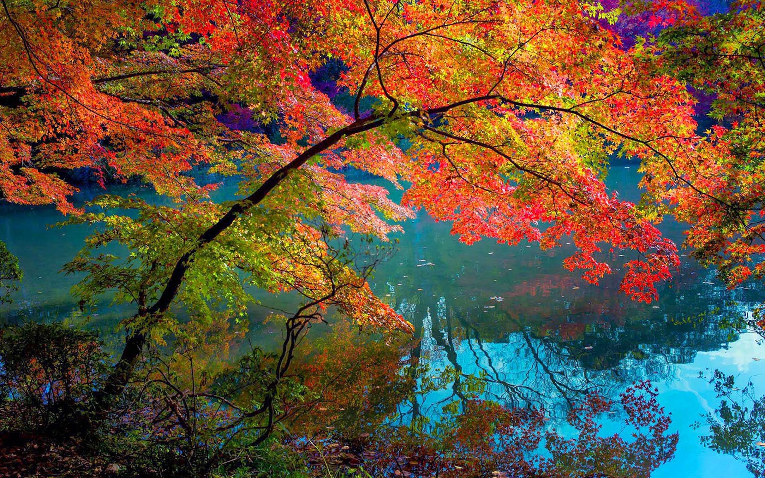 PCデスクトップに木, 秋, 葉, ブランチ, 地球画像を無料でダウンロード