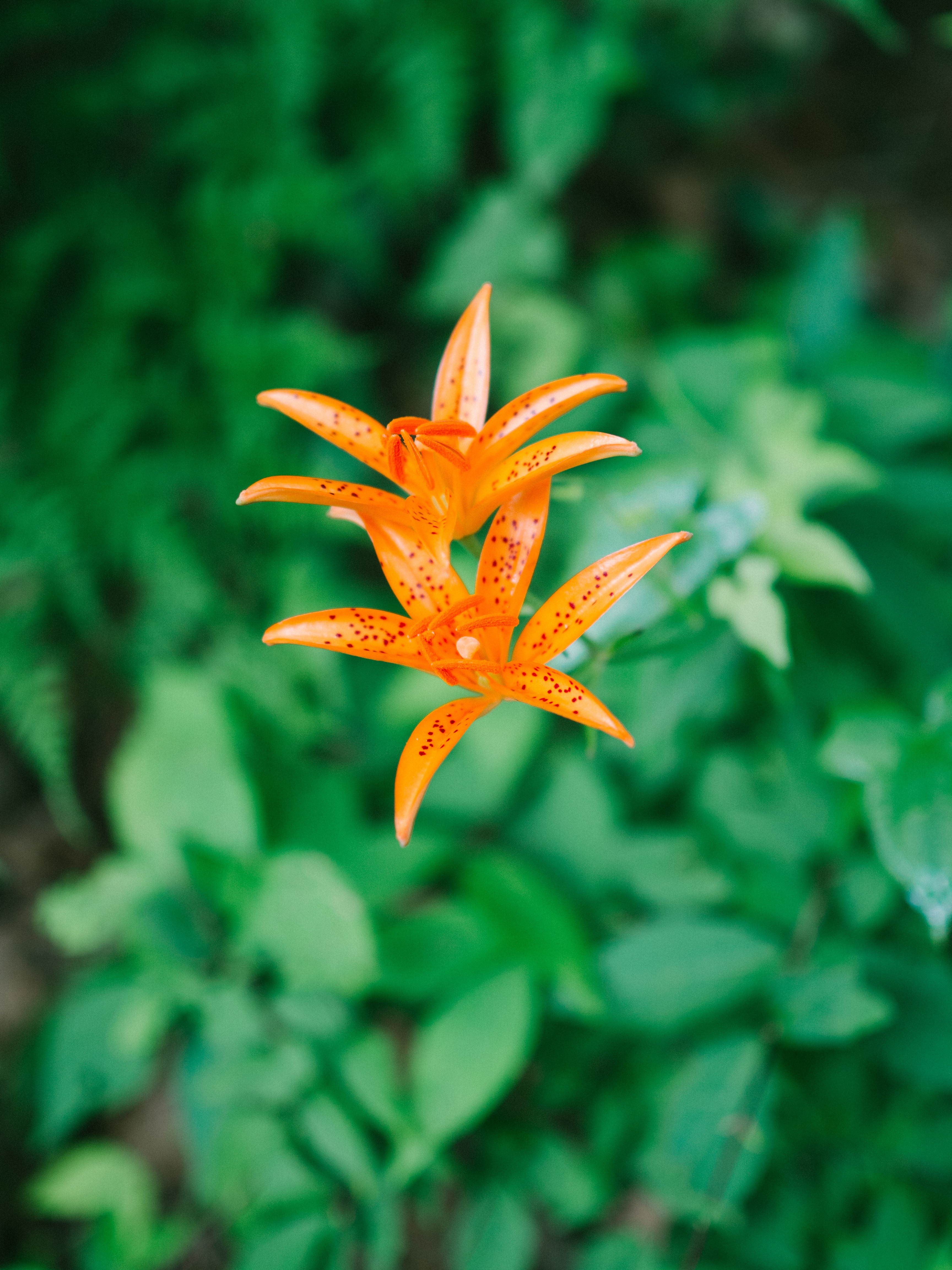 Скачать картинку Оранжевый, Растение, Лилия, Цветок, Цветы, Цветение в телефон бесплатно.