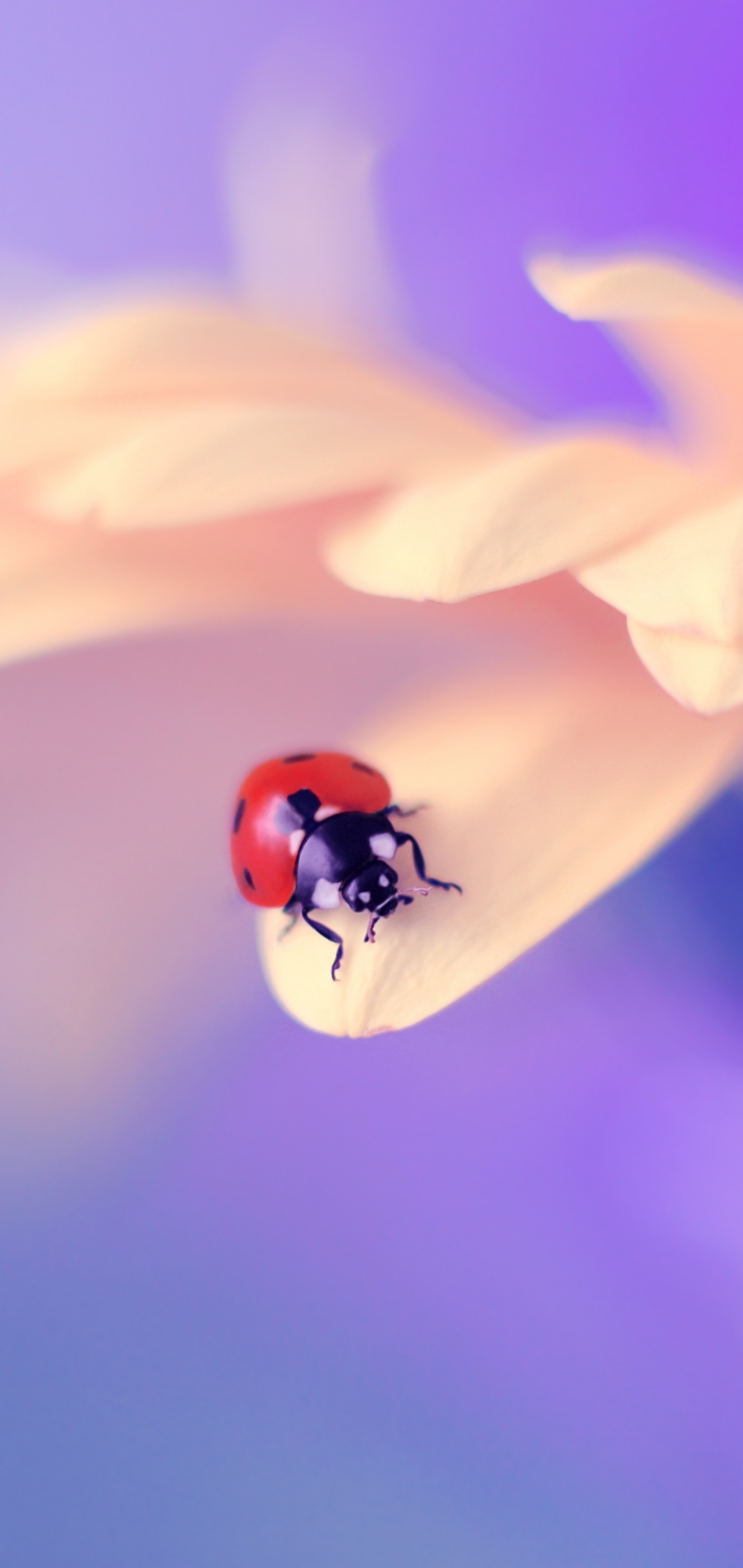 Download mobile wallpaper Macro, Insect, Animal, Ladybug, Petal, Peach Flower for free.