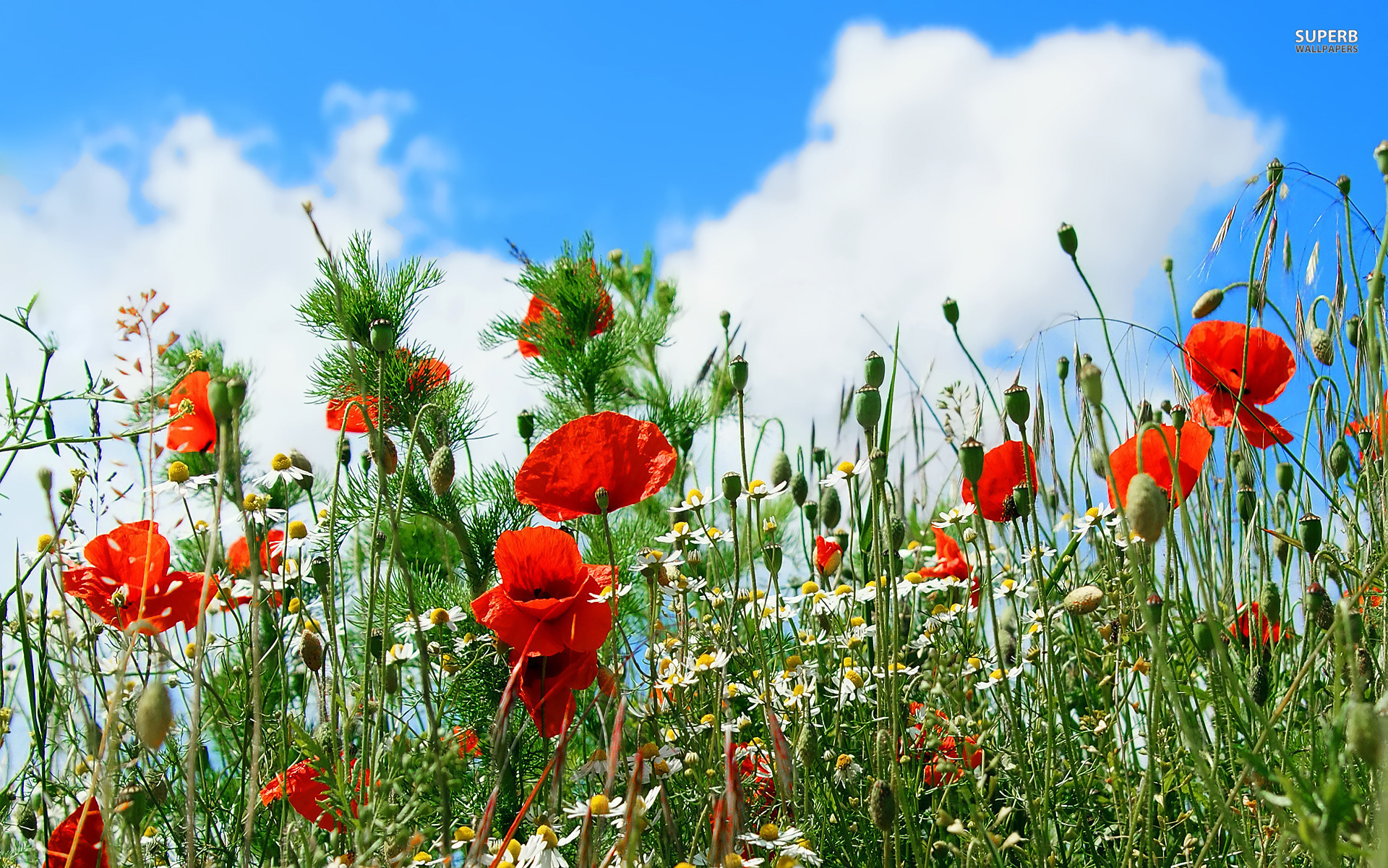 Download mobile wallpaper Poppy, Flowers, Earth for free.