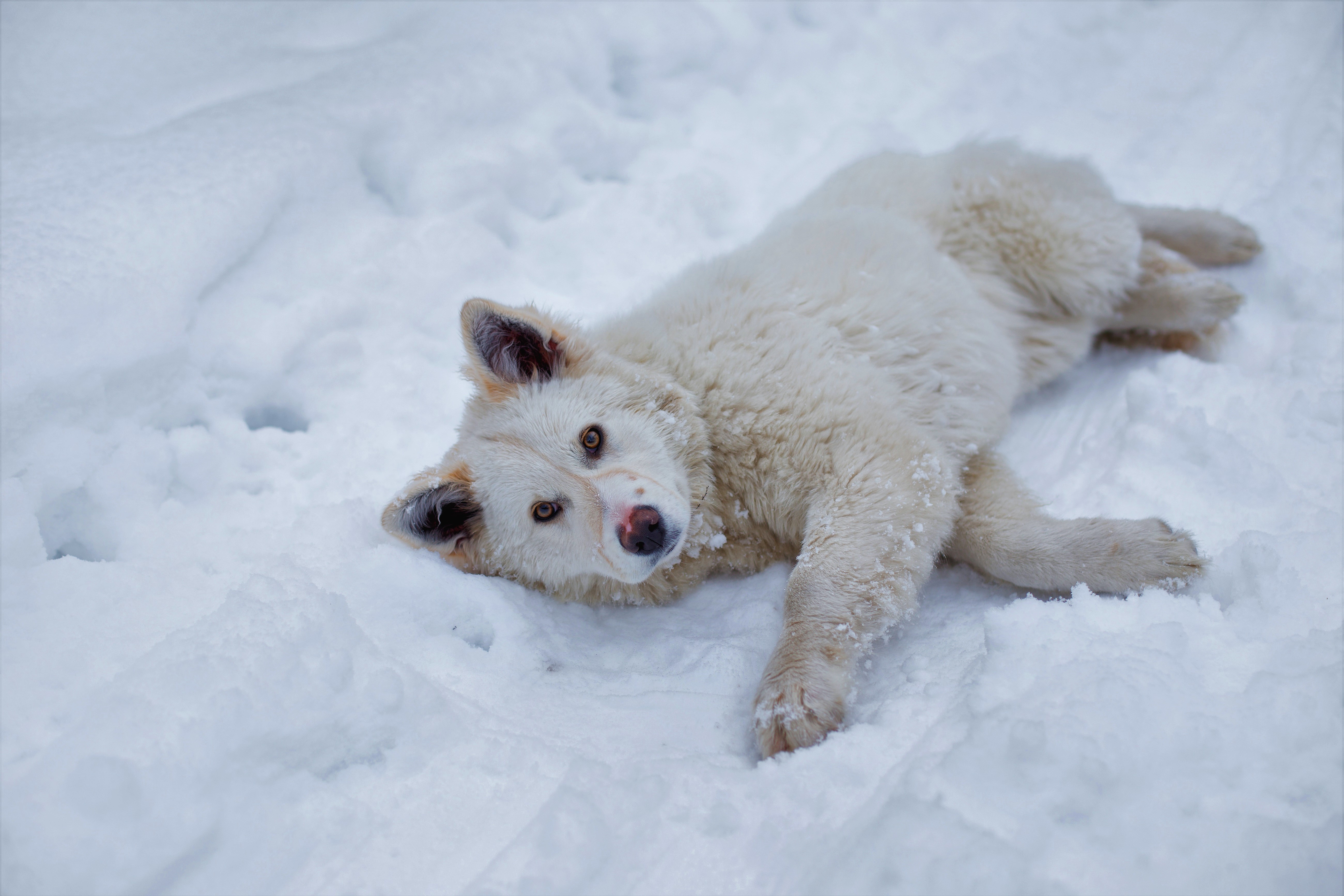 Скачать картинку Животные, Зима, Собаки, Снег, Собака, Белый, Лежа в телефон бесплатно.