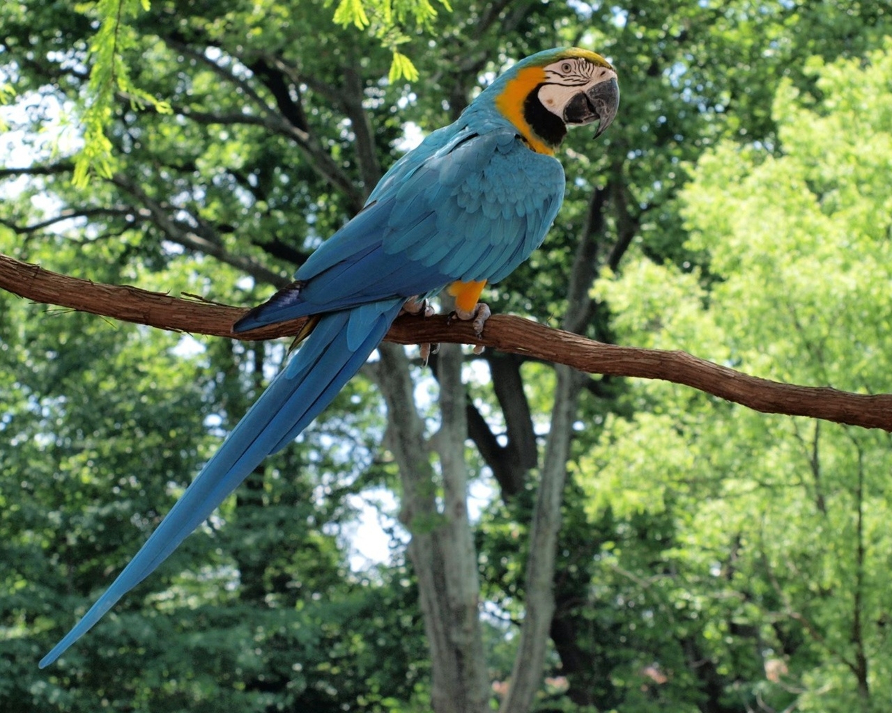 Free download wallpaper Animal, Blue And Yellow Macaw on your PC desktop