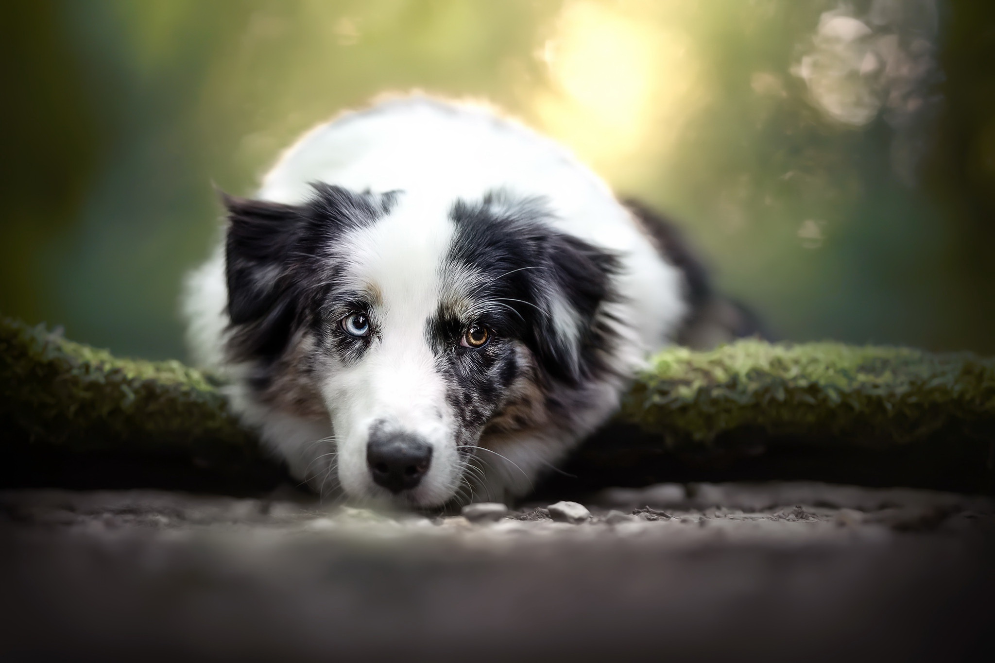 Download mobile wallpaper Dogs, Dog, Animal, Australian Shepherd for free.