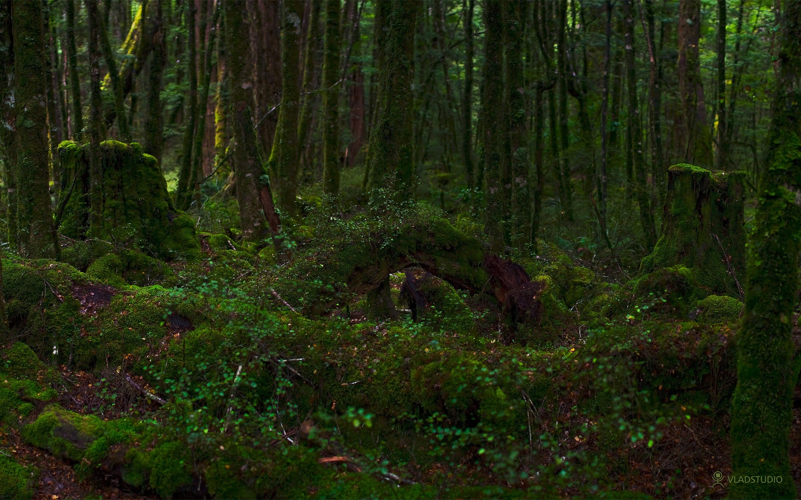 Descarga gratis la imagen Bosque, Tierra/naturaleza en el escritorio de tu PC