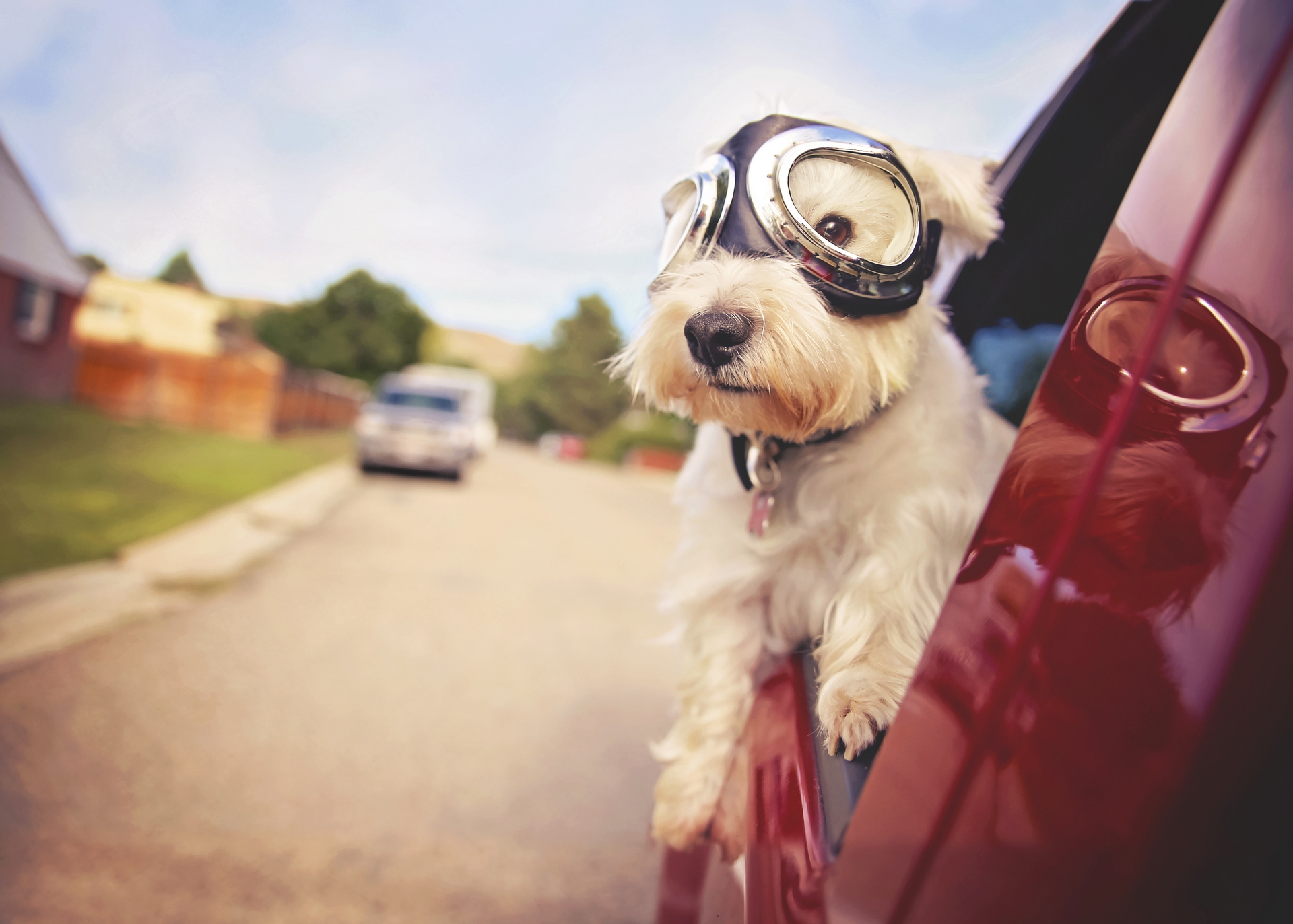 animal, west highland white terrier, car, dog, glasses, dogs
