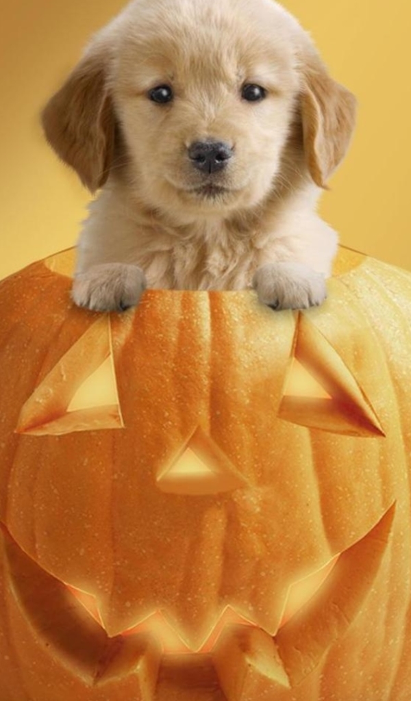 無料モバイル壁紙子犬, かぼちゃ, 可愛い, ホリデー, ハロウィンをダウンロードします。