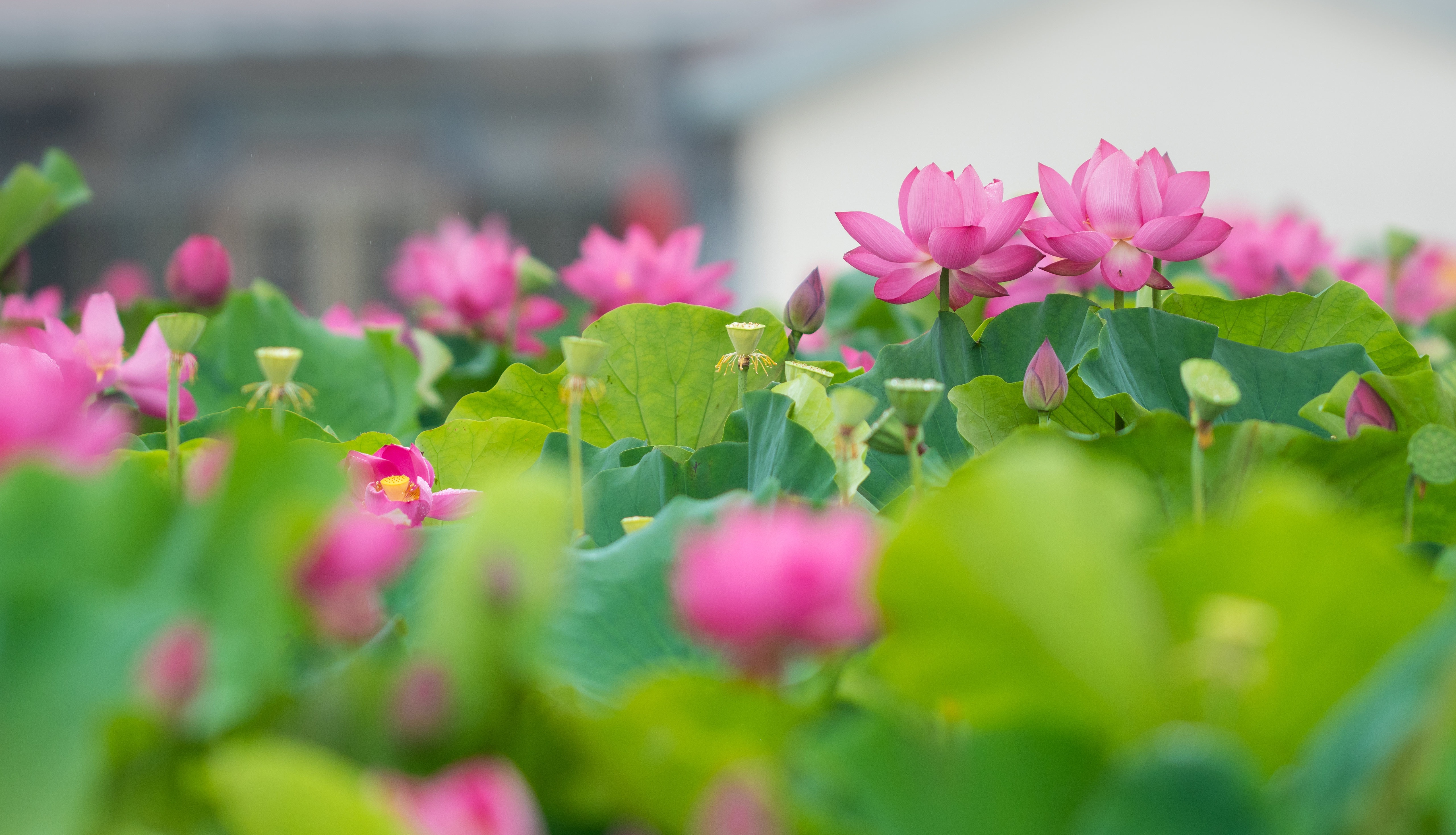 Download mobile wallpaper Flowers, Lotus, Flower, Leaf, Earth for free.