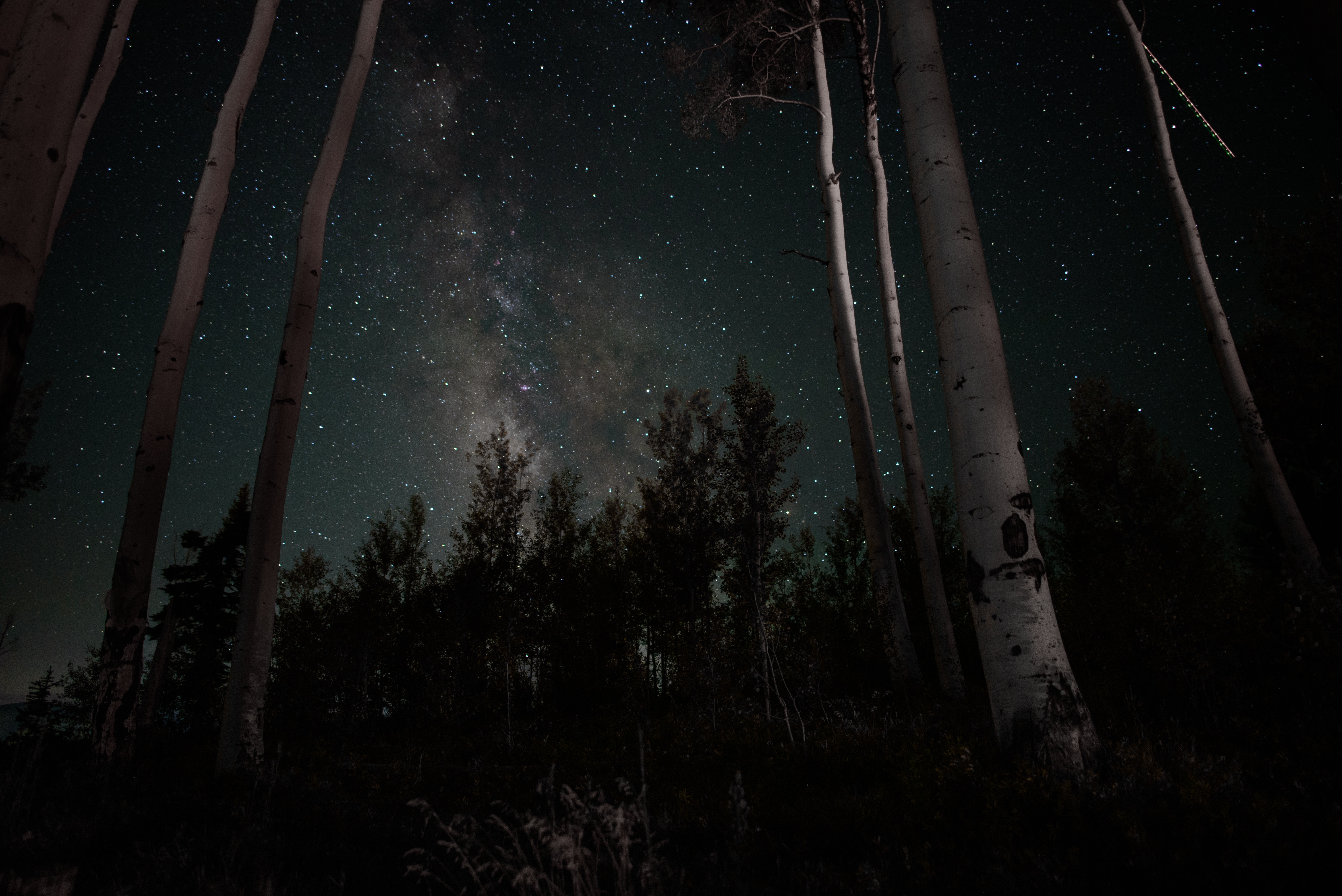 Free download wallpaper Trees, Stars, Night, Starry Sky, Dark on your PC desktop