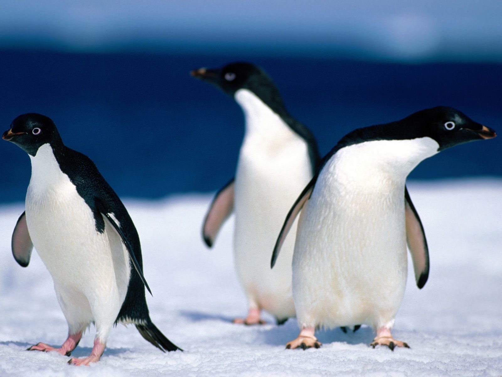 animals, pinguins, blue HD wallpaper