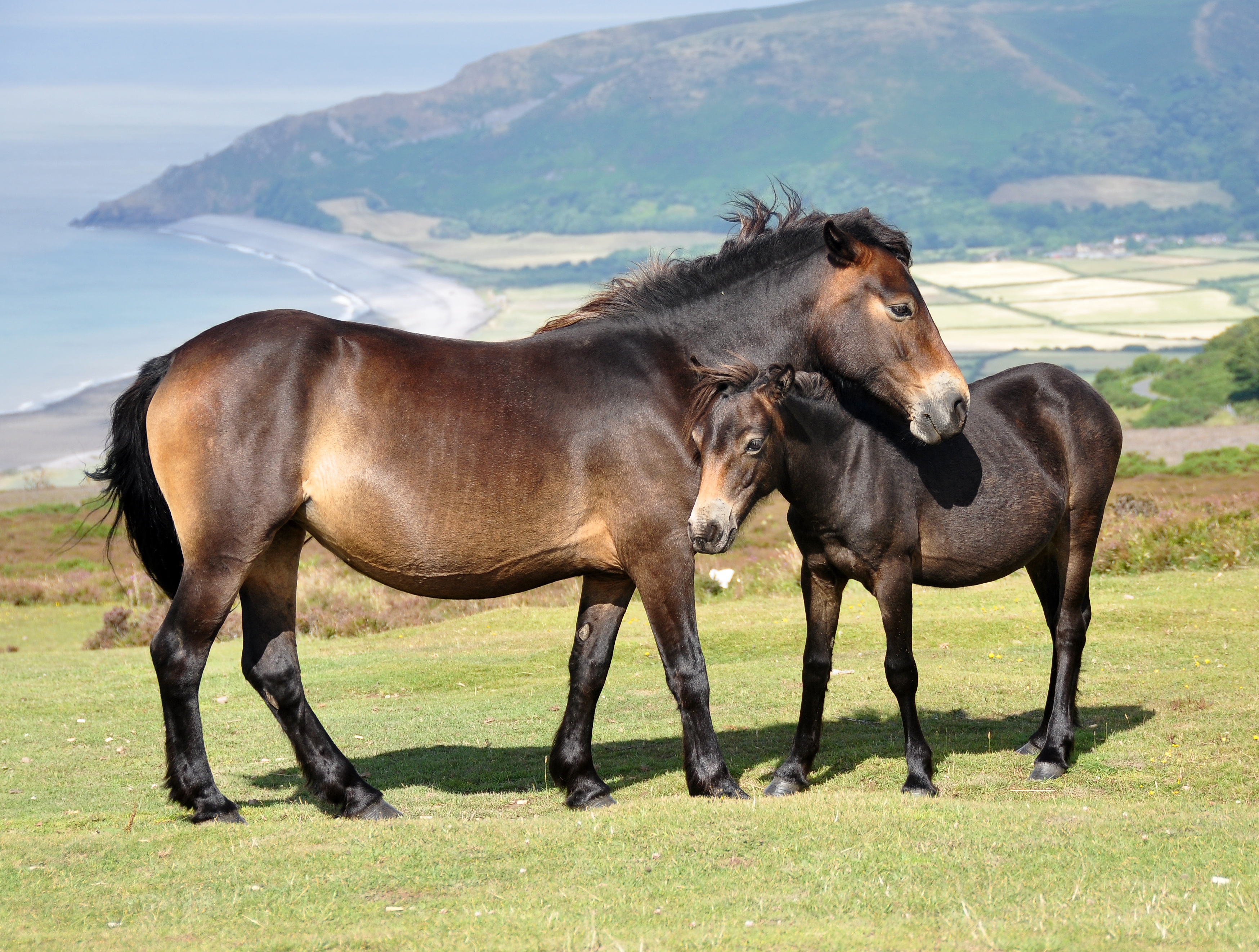 Free download wallpaper Animals, Grass, Young, Joey, Mountains, Horses on your PC desktop
