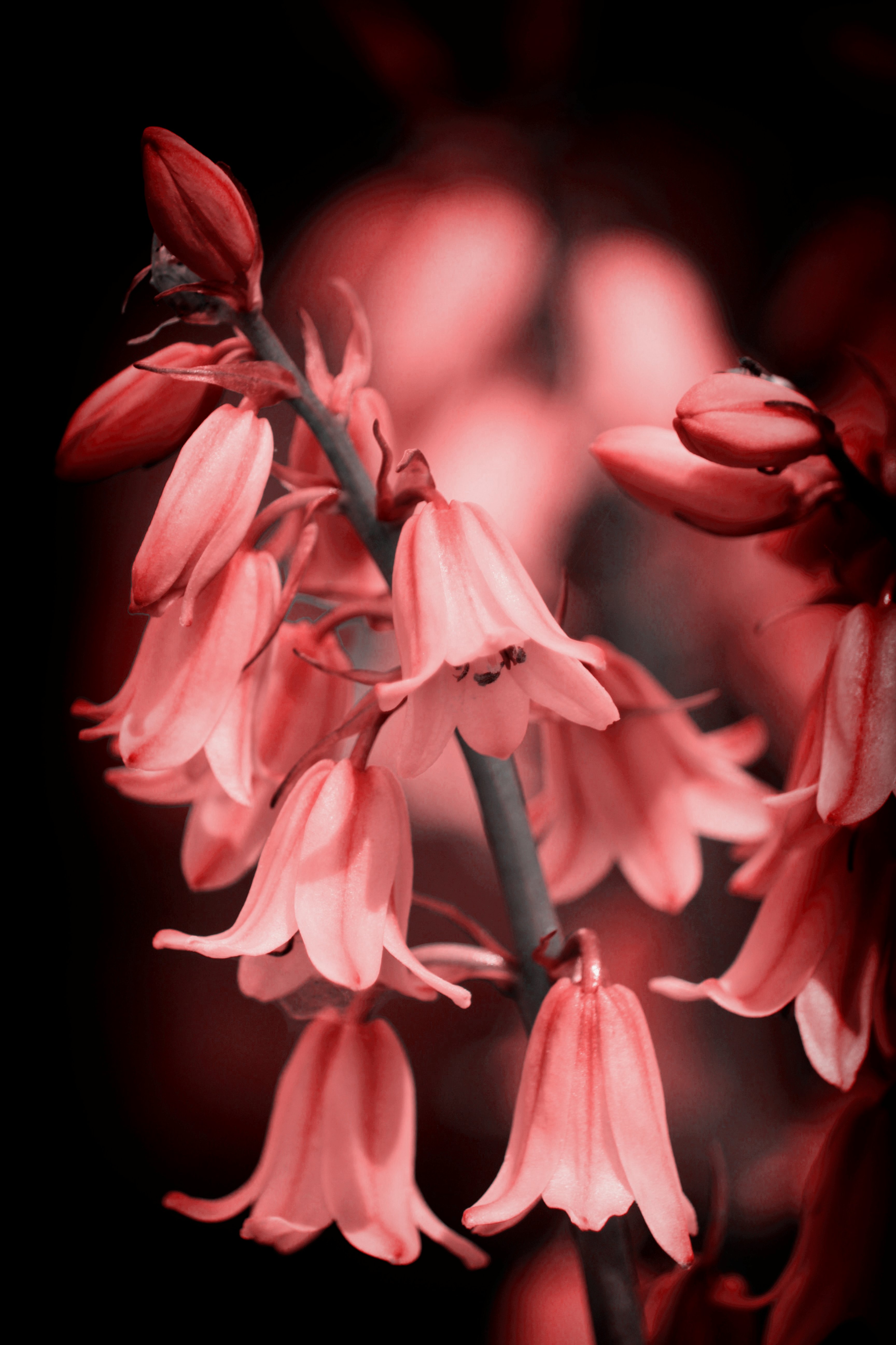 143595画像をダウンロード開花, フラワーズ, ピンク, 花, 咲く, ベル, 鐘-壁紙とスクリーンセーバーを無料で