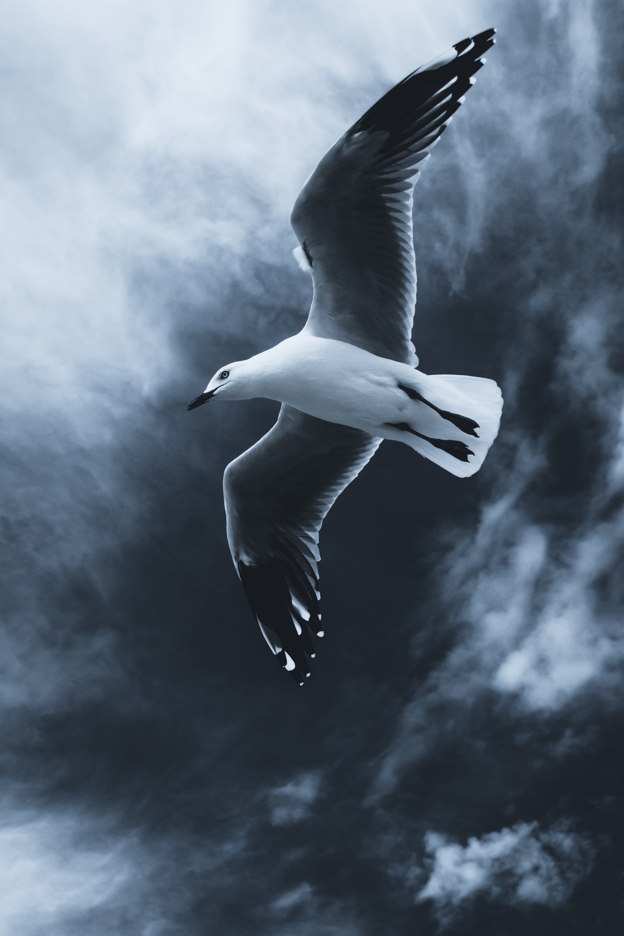 138271 скачать обои чайка, крылья, животные, небо, птица, туман, полет - заставки и картинки бесплатно
