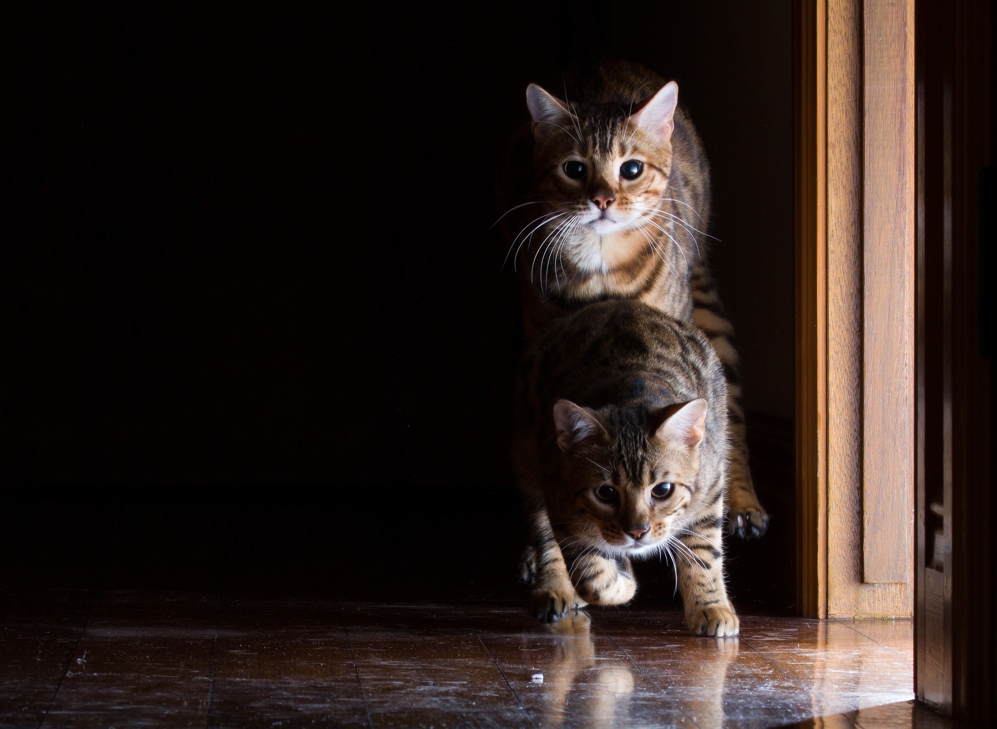 Baixe gratuitamente a imagem Animais, Gatos, Gato na área de trabalho do seu PC