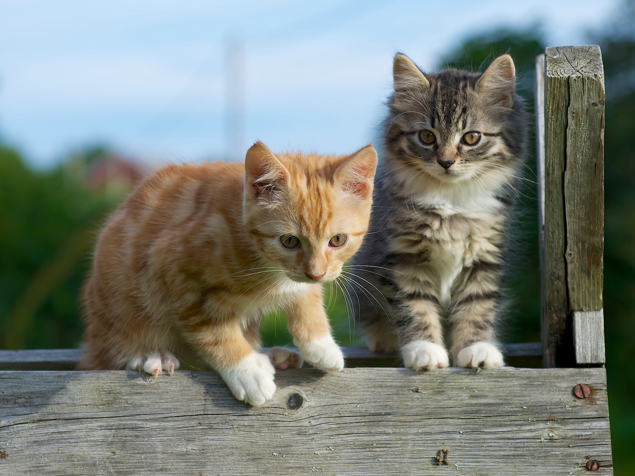 Téléchargez des papiers peints mobile Animaux, Chats, Chat gratuitement.