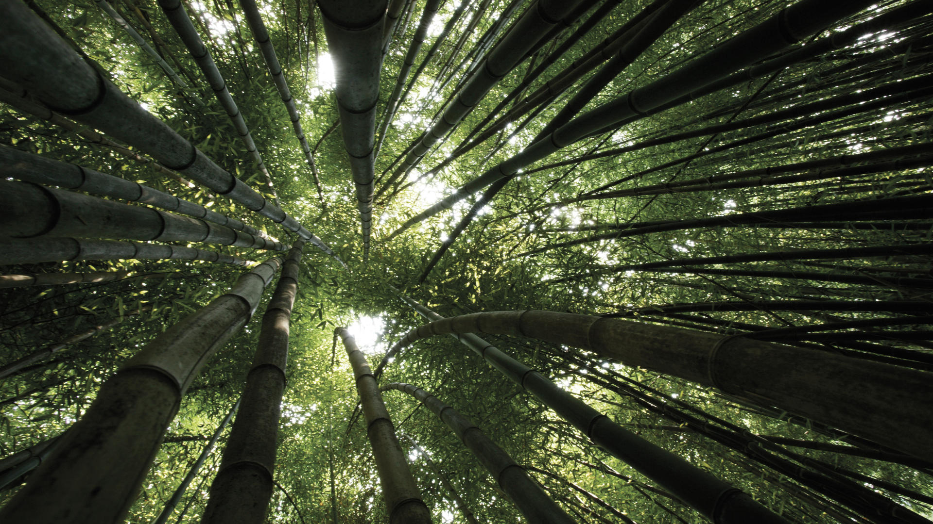 160425 скачать обои лес, земля/природа, бамбук - заставки и картинки бесплатно