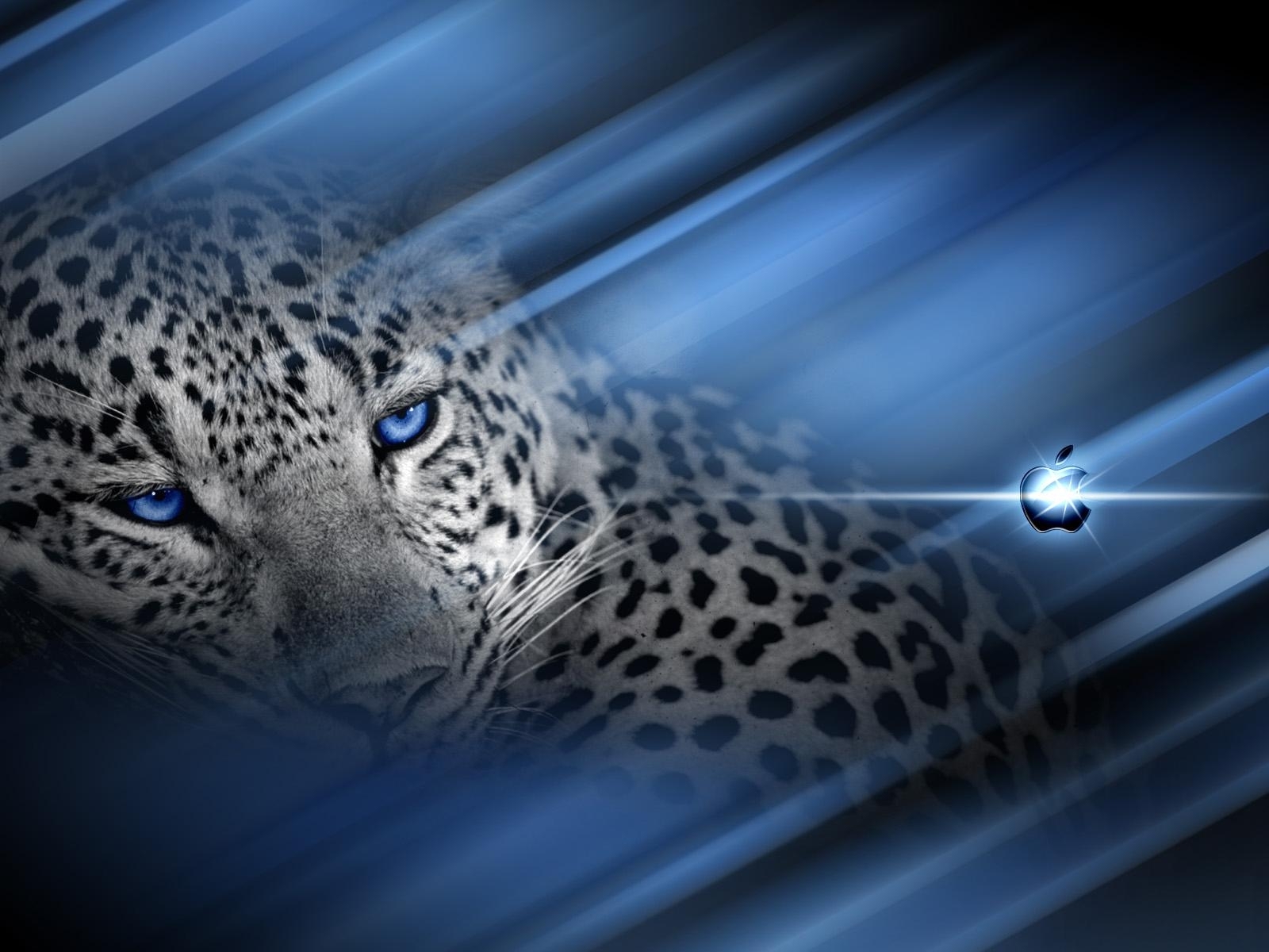 1651 descargar imagen leopardos, animales, azul: fondos de pantalla y protectores de pantalla gratis