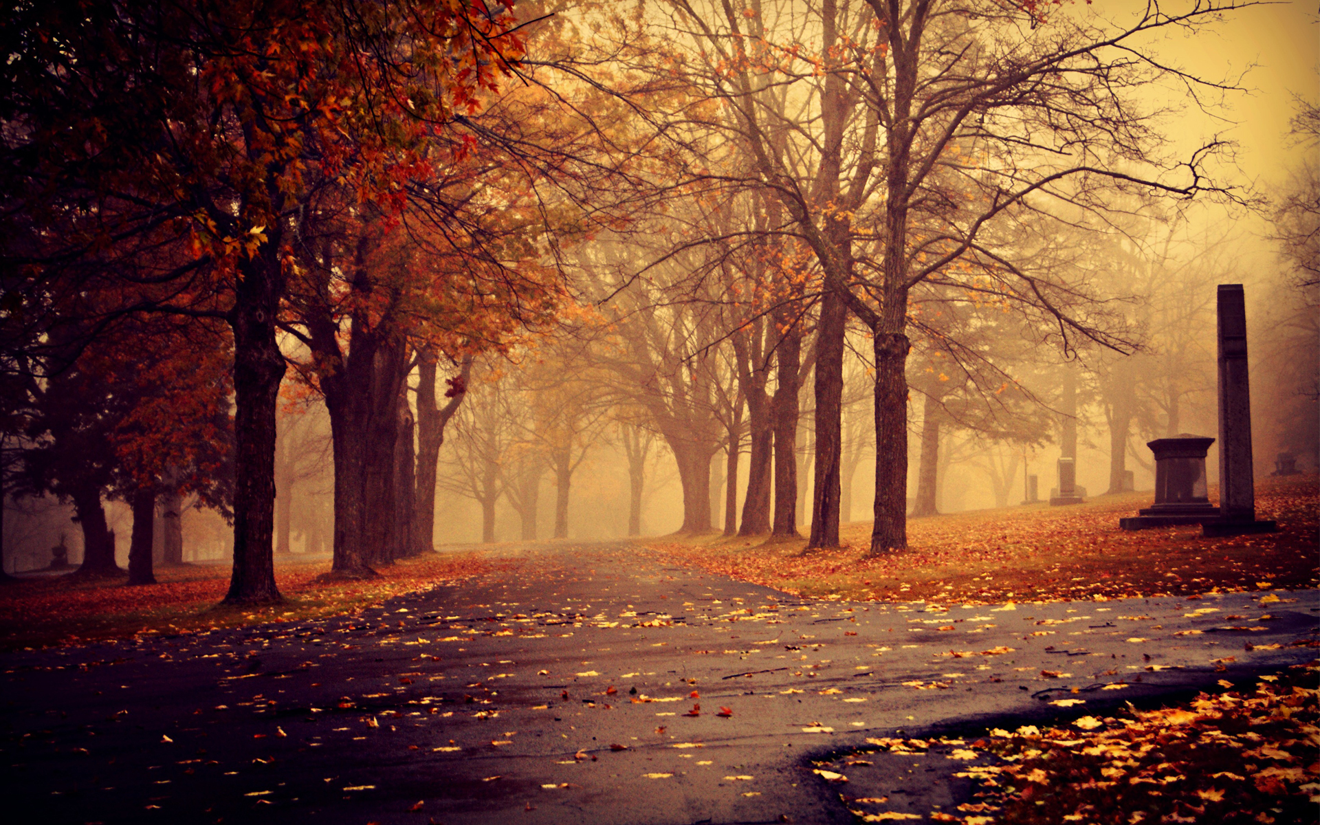 photography, fall, leaf, nature, season