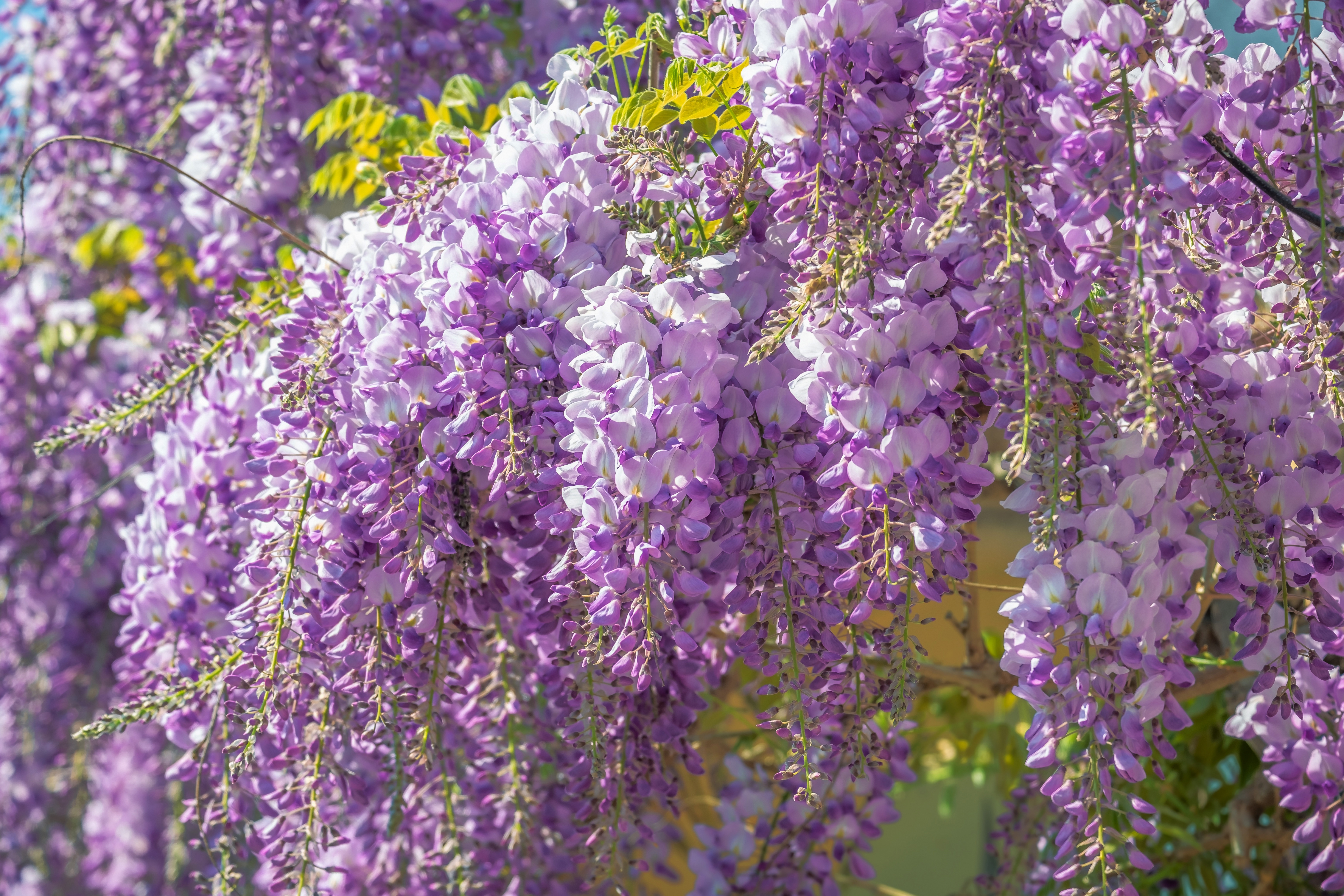 Download mobile wallpaper Flowers, Flower, Earth, Wisteria, Blossom for free.