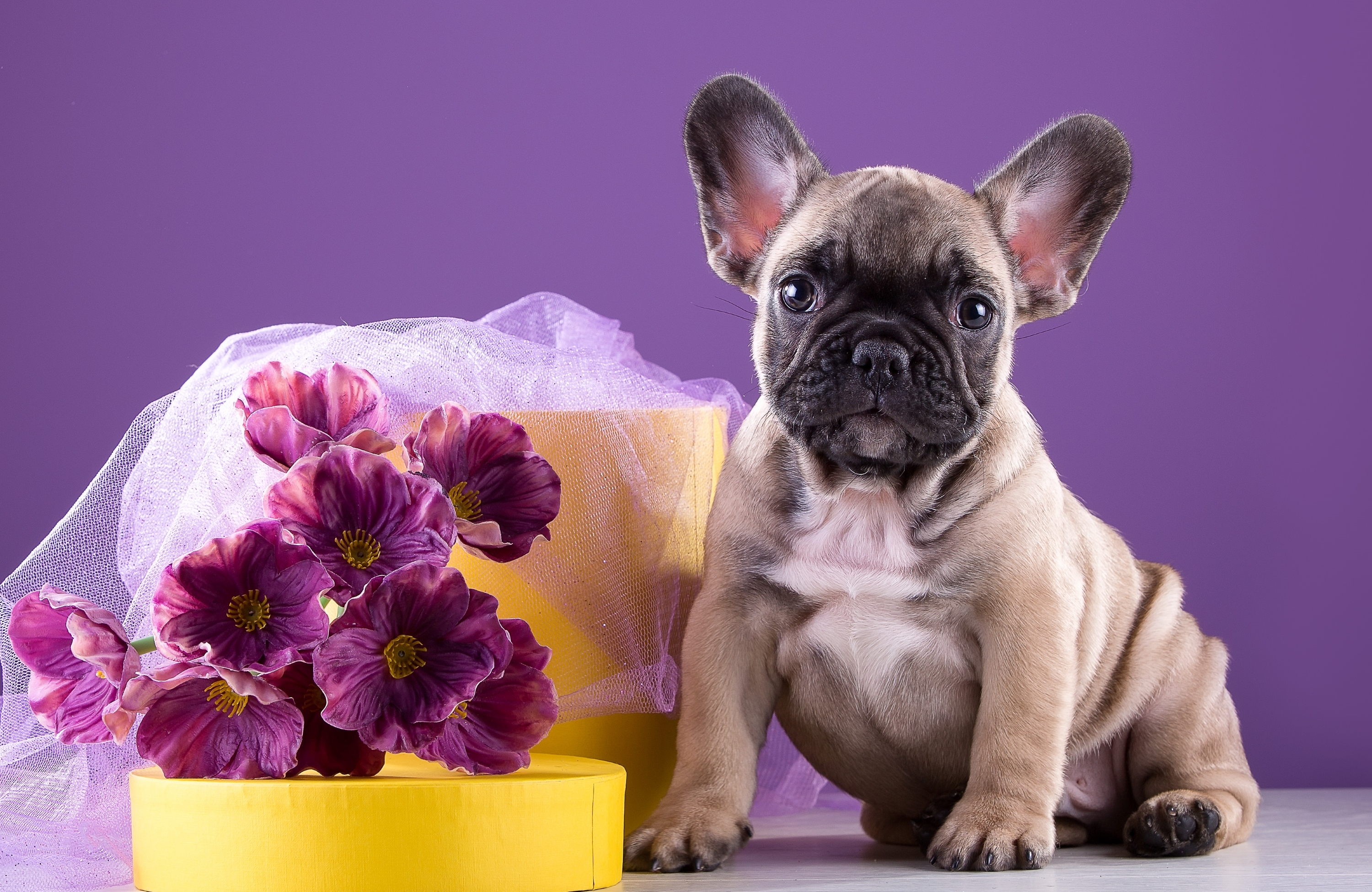 Free download wallpaper Dogs, Flower, Dog, Animal, Puppy, French Bulldog, Baby Animal on your PC desktop