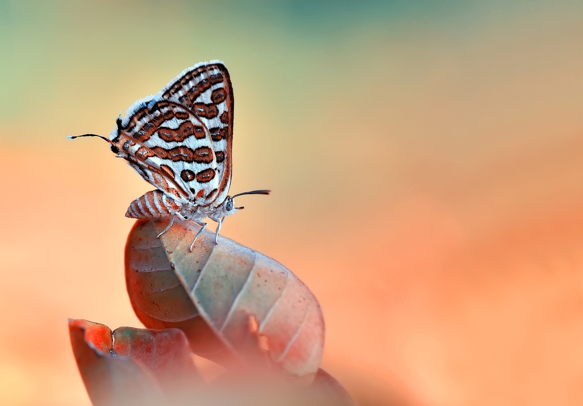 Download mobile wallpaper Macro, Insect, Butterfly, Animal for free.