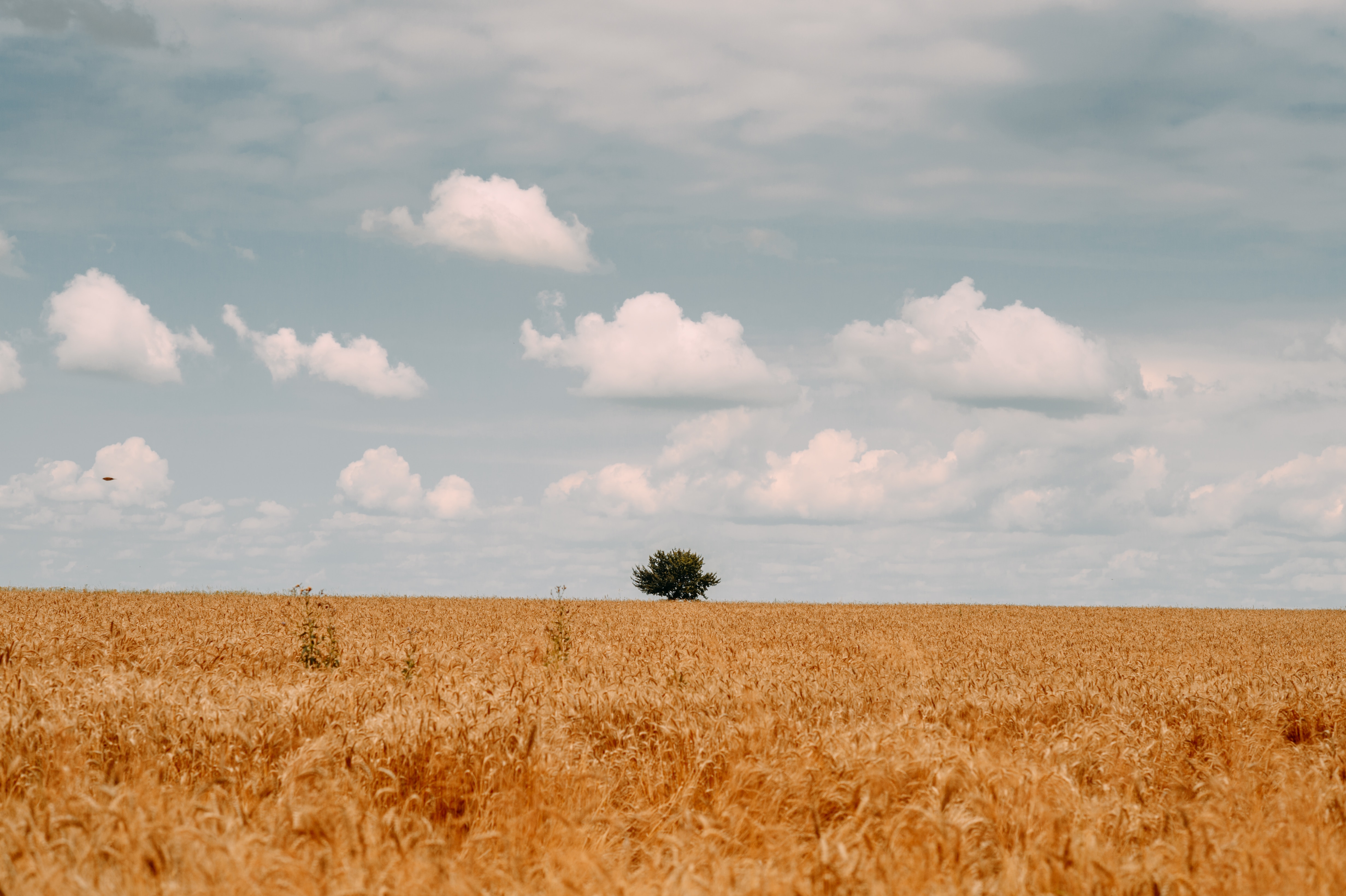 Download mobile wallpaper Clouds, Field, Wood, Nature, Tree, Summer, Landscape for free.