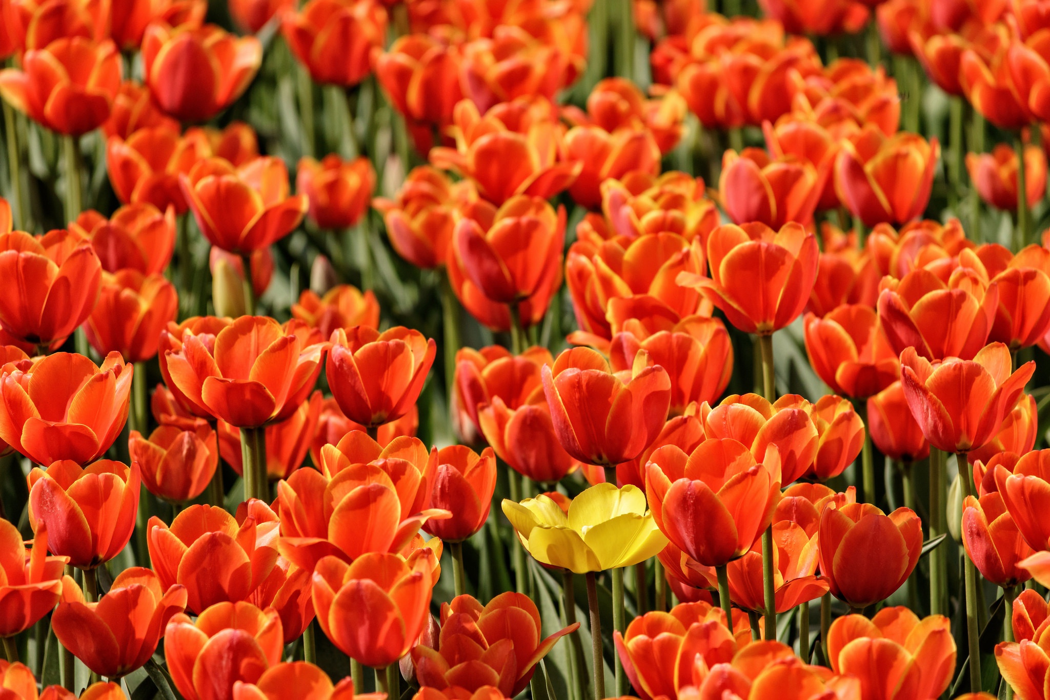 Download mobile wallpaper Nature, Flowers, Earth, Tulip, Red Flower for free.