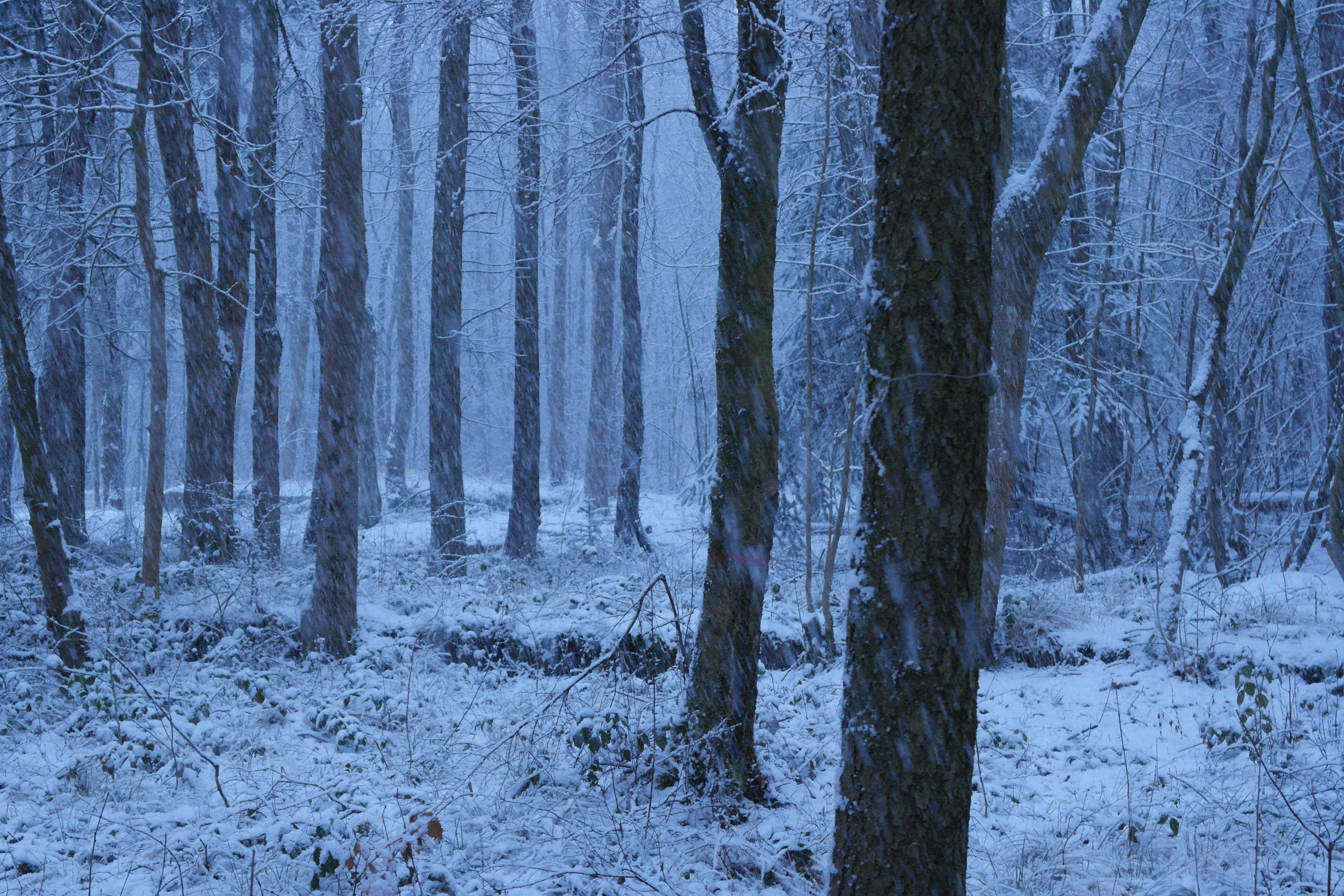 無料モバイル壁紙冬, 自然, 雪, 森, 地球をダウンロードします。