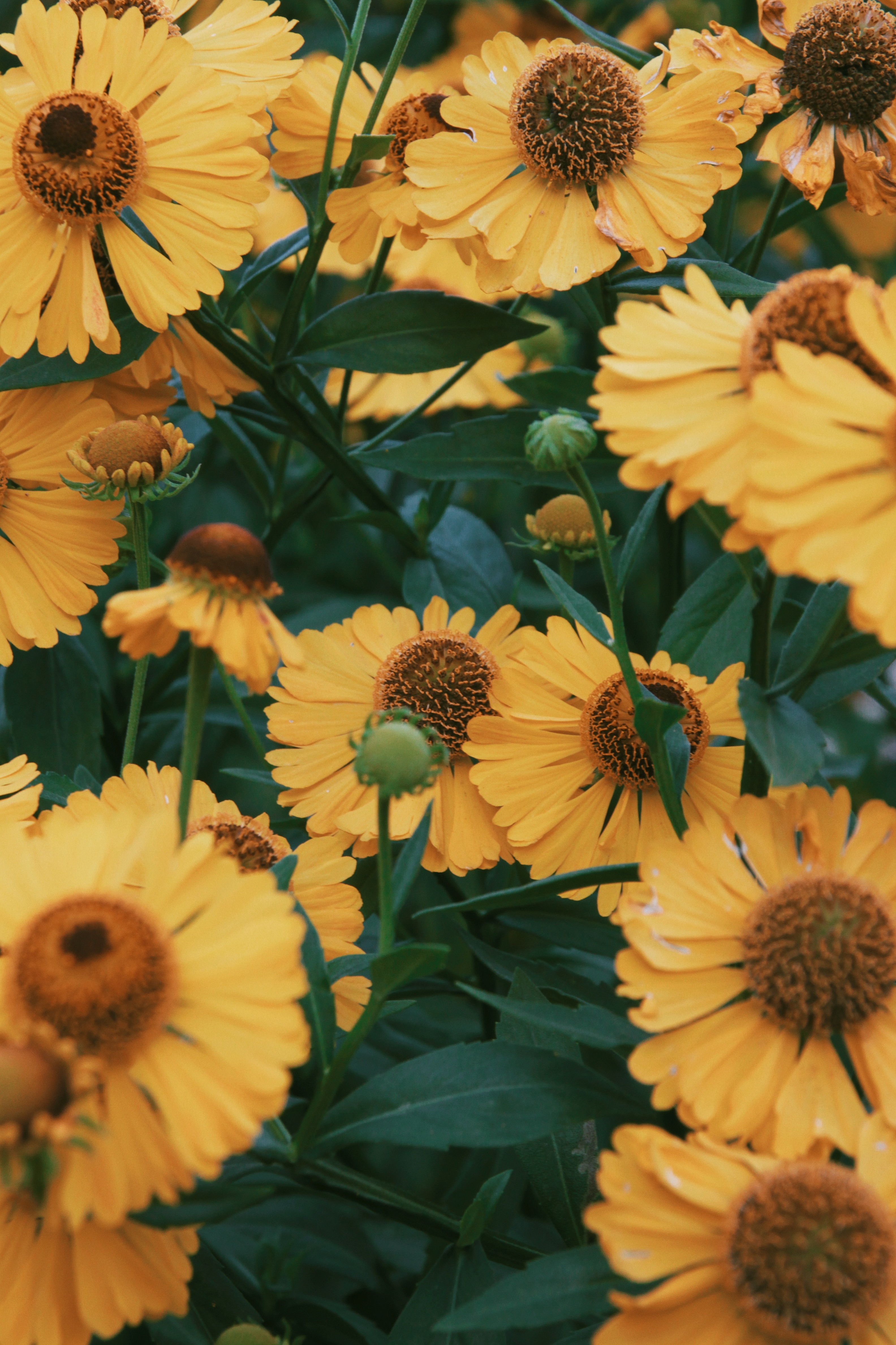Laden Sie das Nahaufnahme, Nahansicht, Blühen, Blühenden, Pflanze, Blumen-Bild kostenlos auf Ihren PC-Desktop herunter