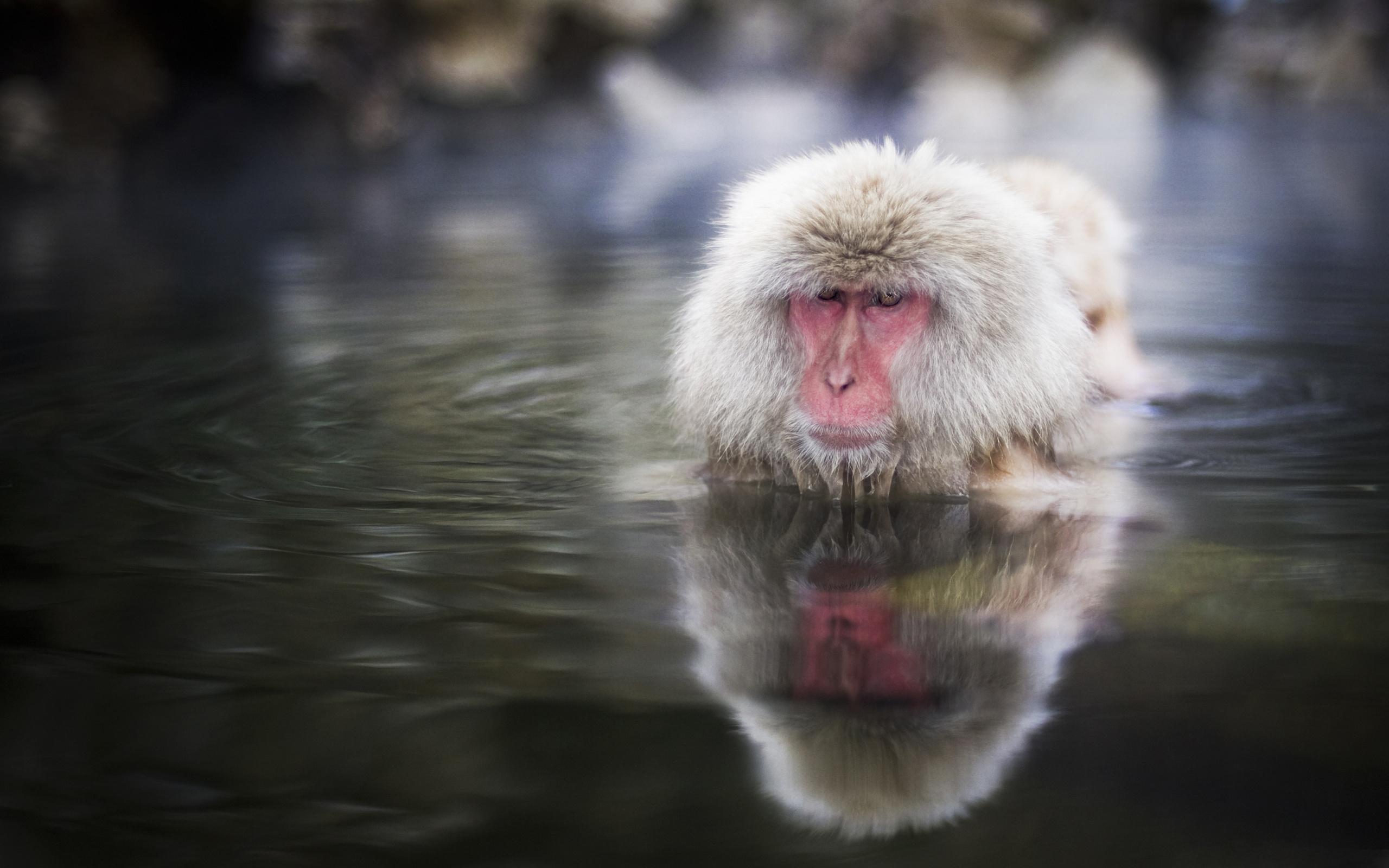 Завантажити шпалери безкоштовно Мавпи, Мавпа, Тварина, Японська Макака картинка на робочий стіл ПК