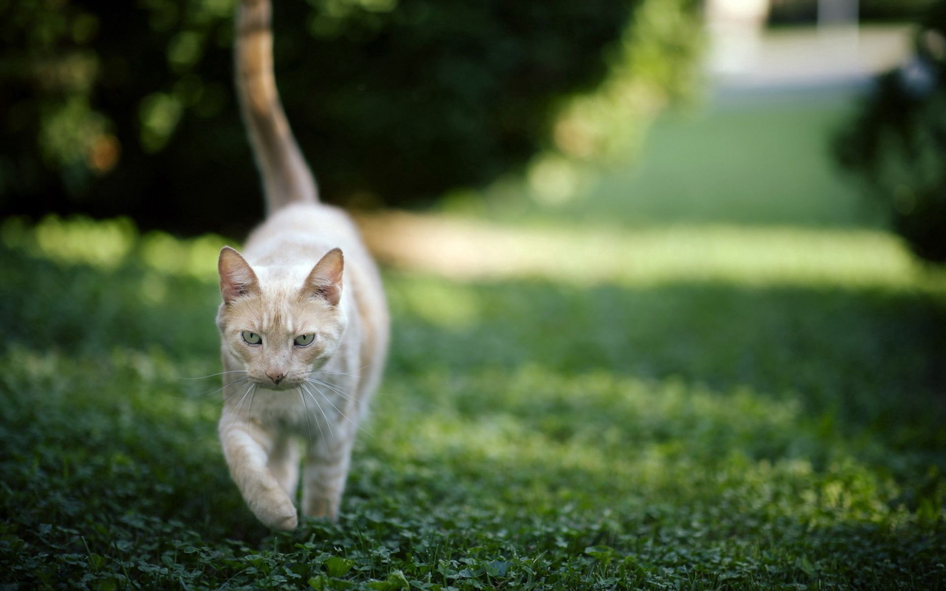 Download mobile wallpaper Grass, Animals, Stroll, Nature, Cat for free.