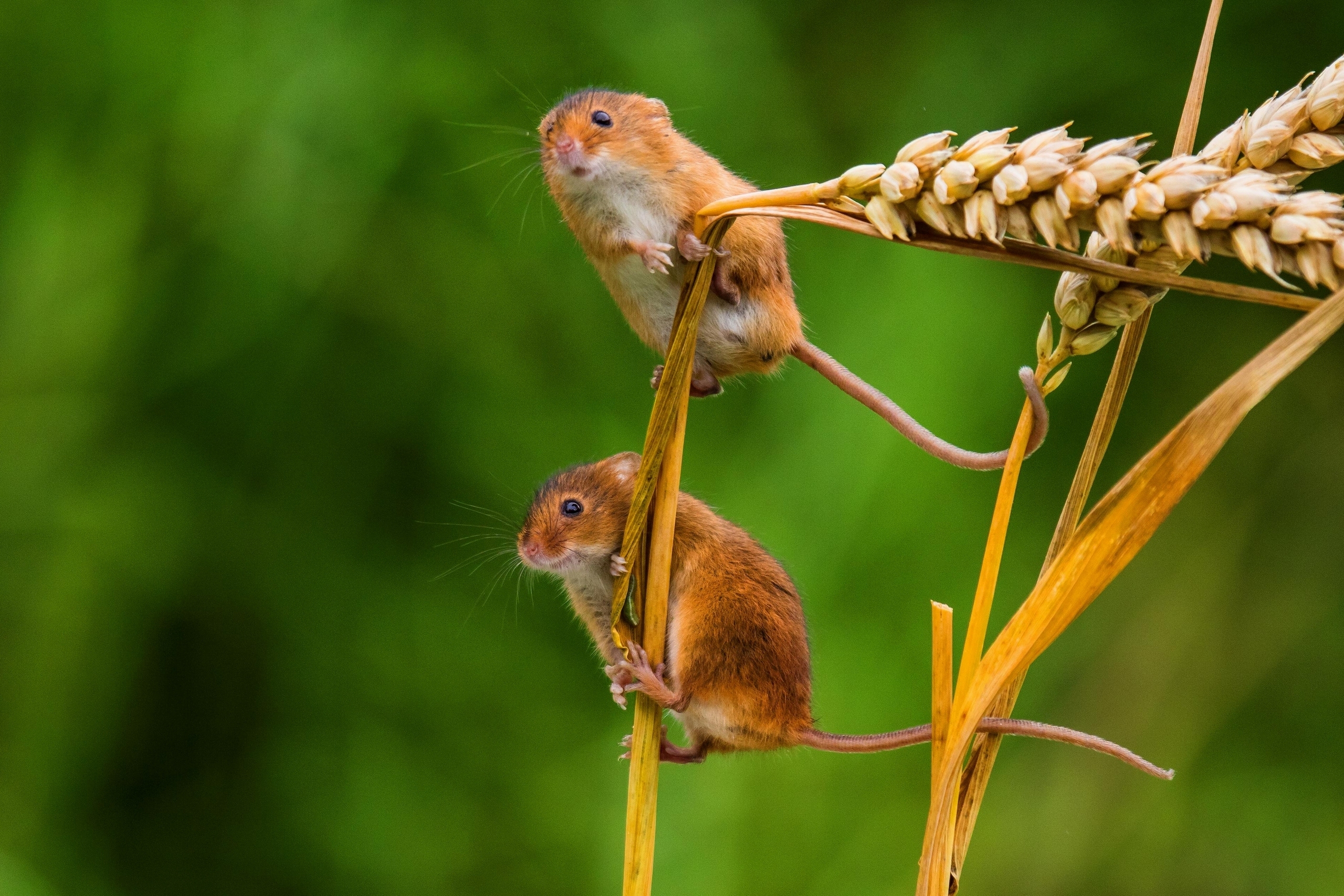 Скачать обои бесплатно Животные, Пшеница, Мышь, Боке картинка на рабочий стол ПК
