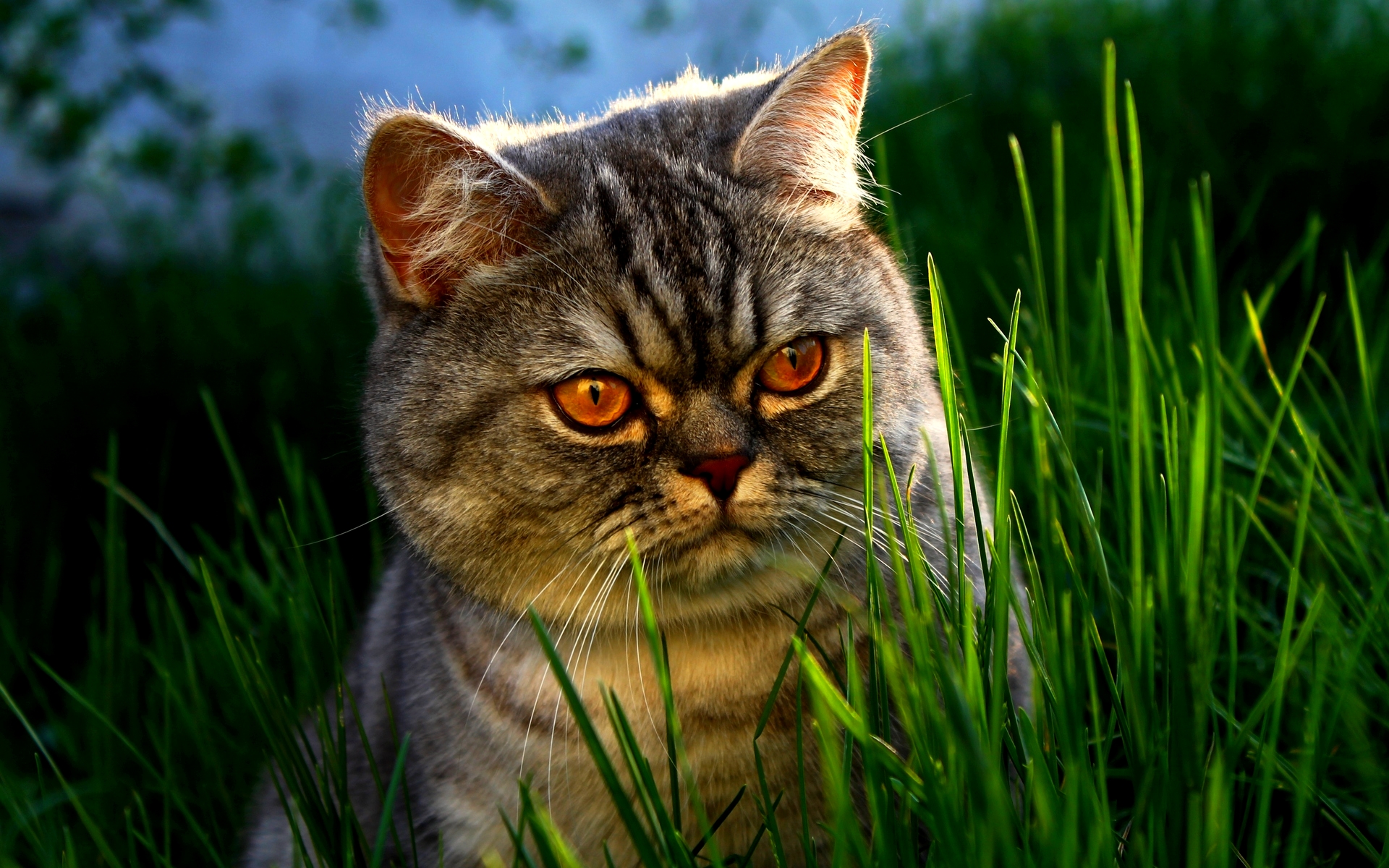 Download mobile wallpaper Cat, Animal for free.