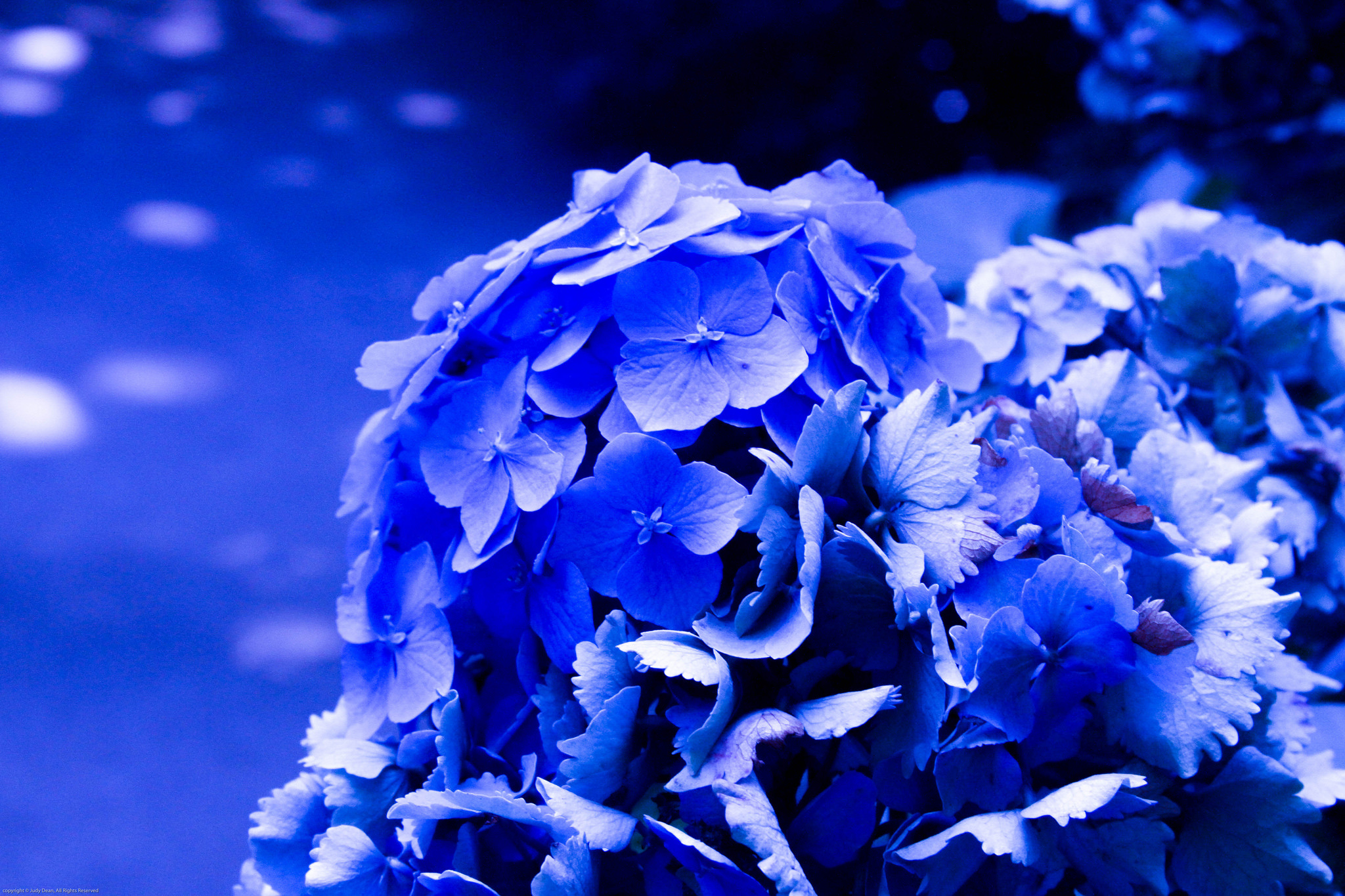 Descarga gratis la imagen Naturaleza, Flores, Flor, Hortensia, Tierra/naturaleza, Flor Azul en el escritorio de tu PC