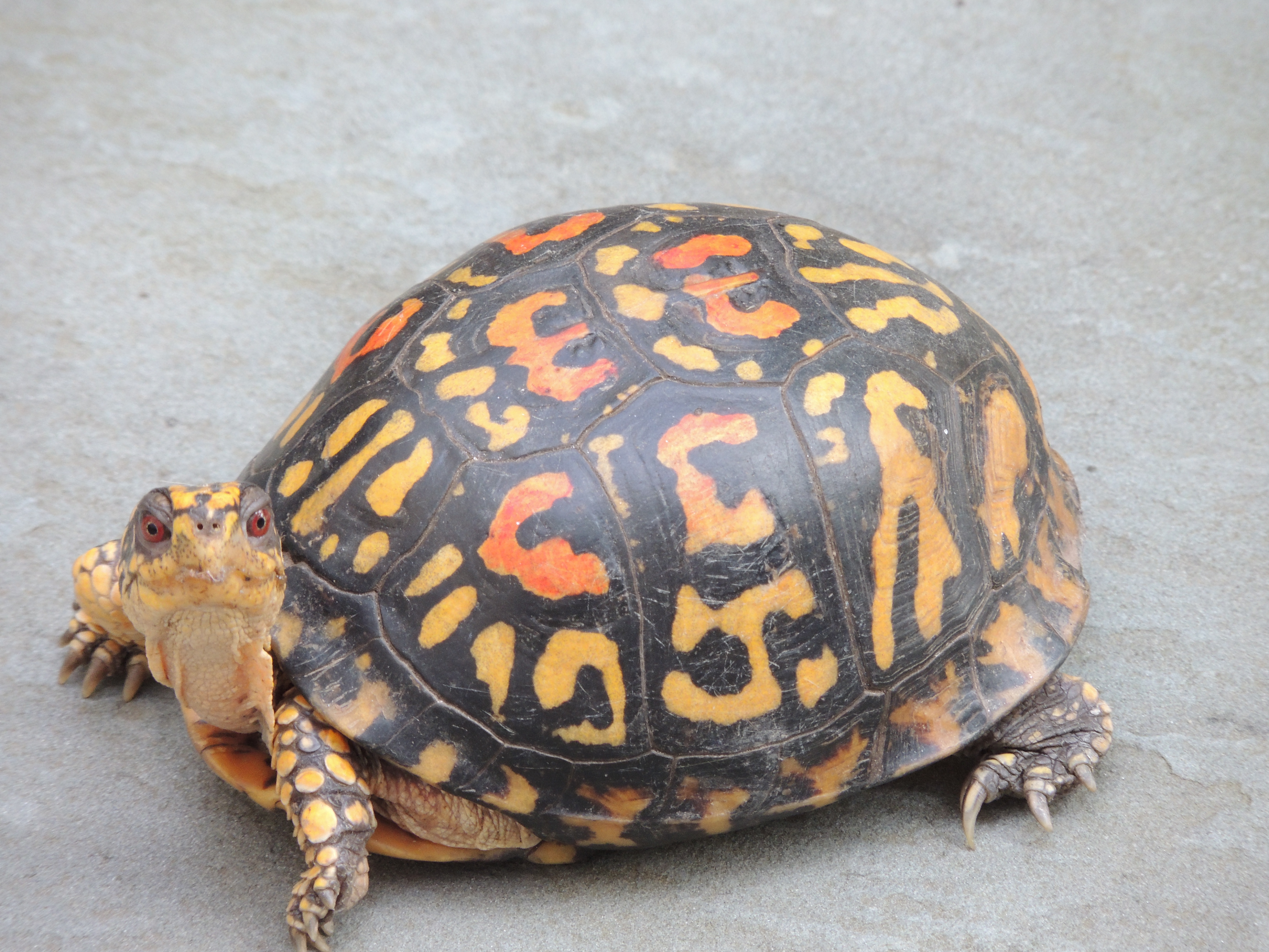Handy-Wallpaper Schildkröte, Schildkröten, Tiere kostenlos herunterladen.