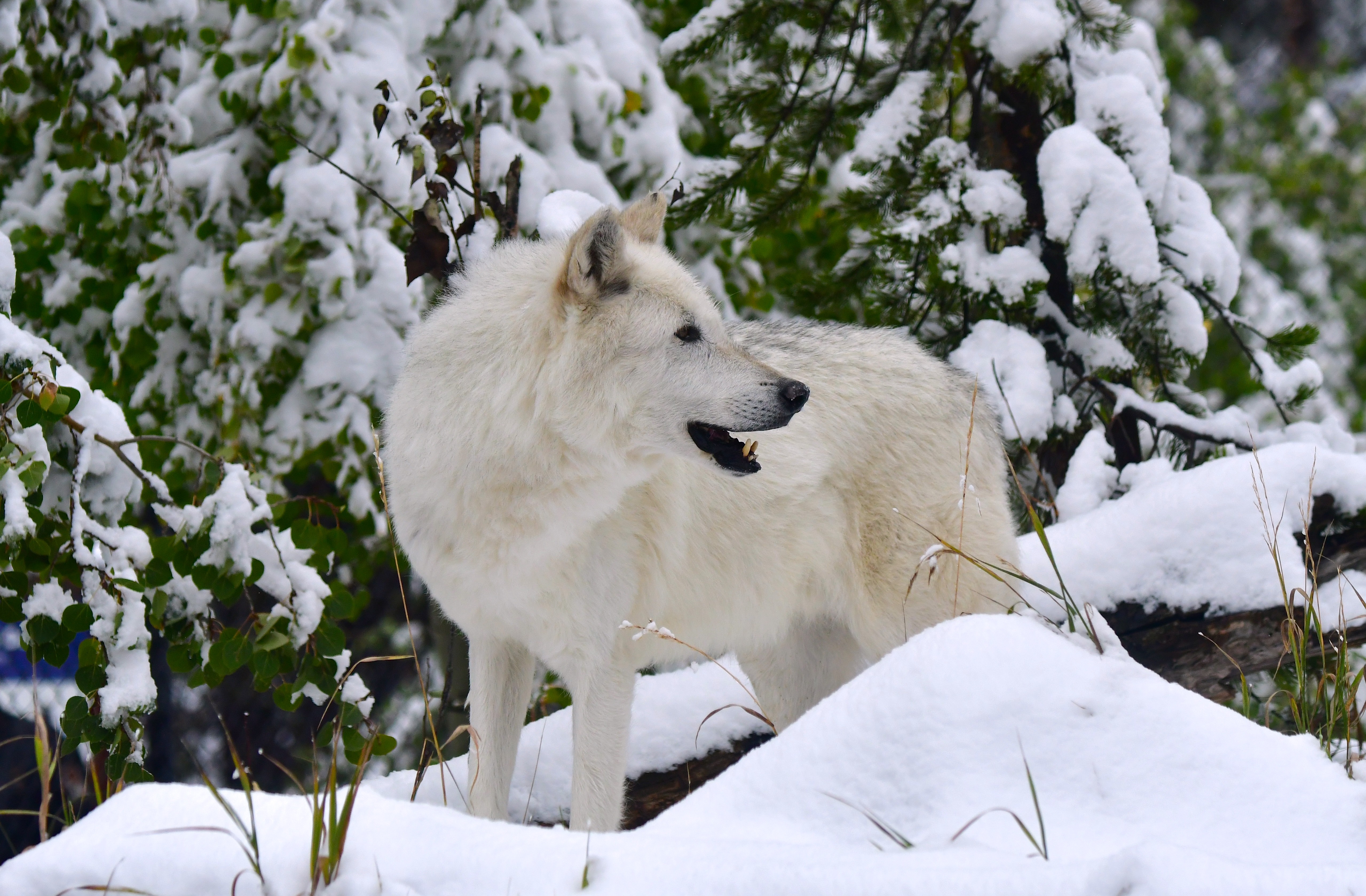 PCデスクトップに動物, 雪, プレデター, 捕食者, 白いオオカミ, 白狼, 狼画像を無料でダウンロード
