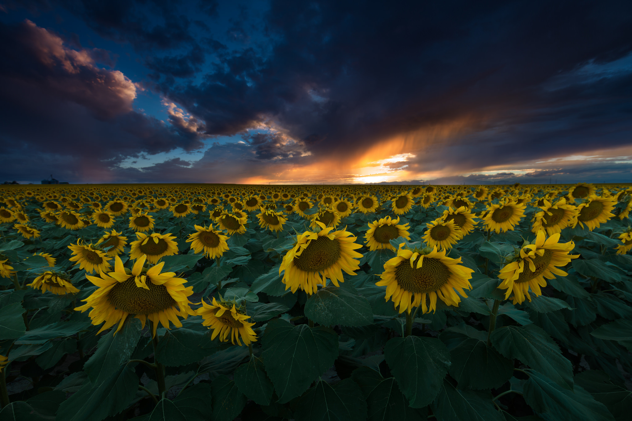 Download mobile wallpaper Nature, Flowers, Sky, Dark, Earth, Field, Cloud, Sunflower, Yellow Flower for free.