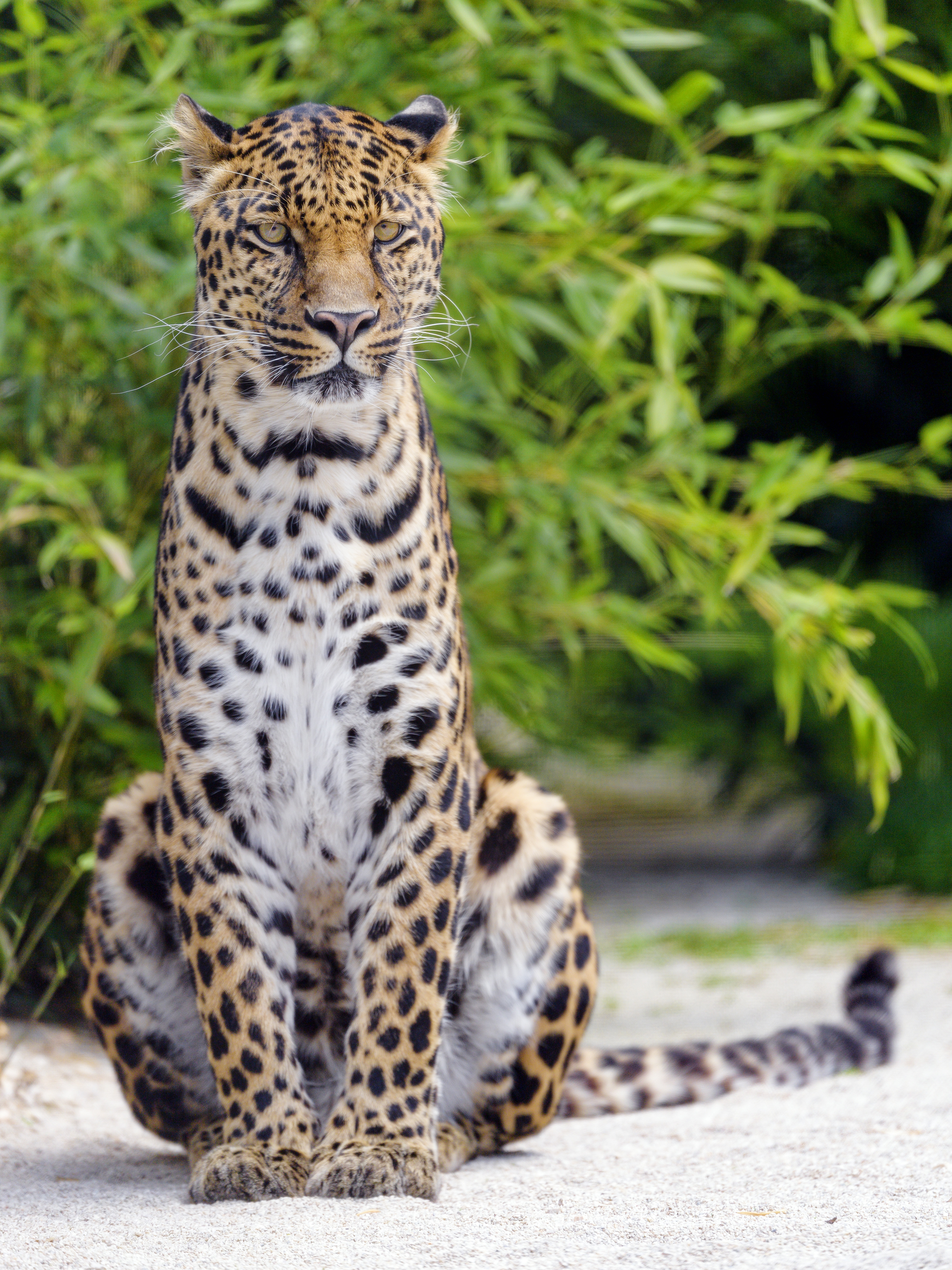 leopard, animals, predator, big cat, sight, opinion 4K Ultra