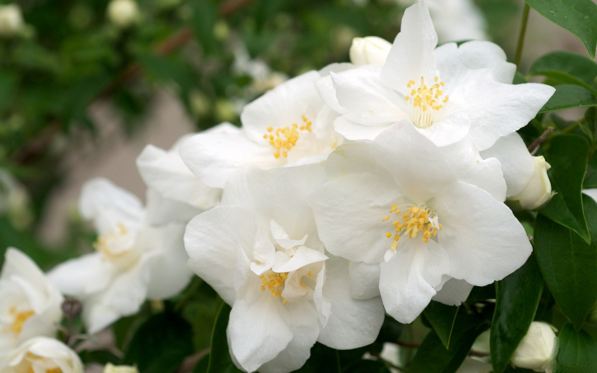 Descarga gratuita de fondo de pantalla para móvil de Florecer, Flores, Tierra/naturaleza.