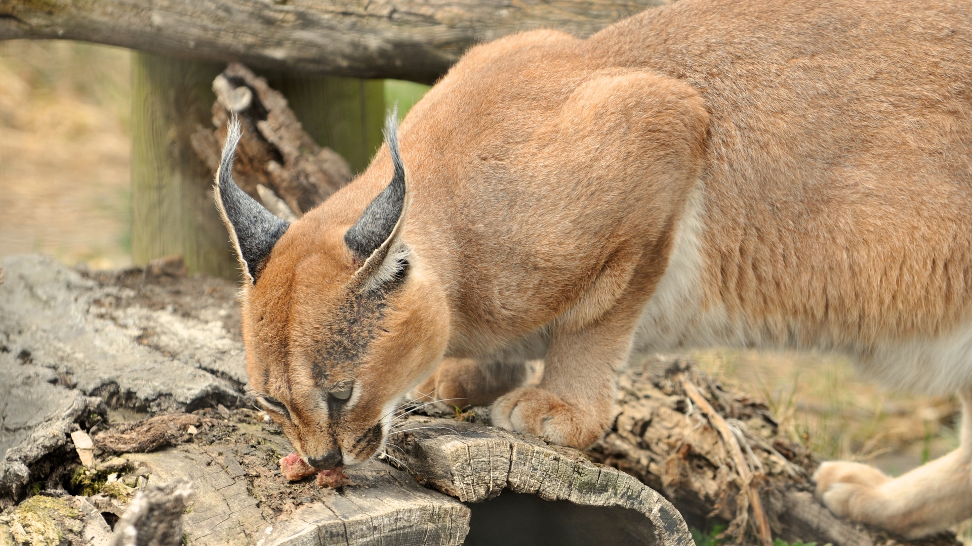 Laden Sie das Tiere, Katzen, Luchs-Bild kostenlos auf Ihren PC-Desktop herunter