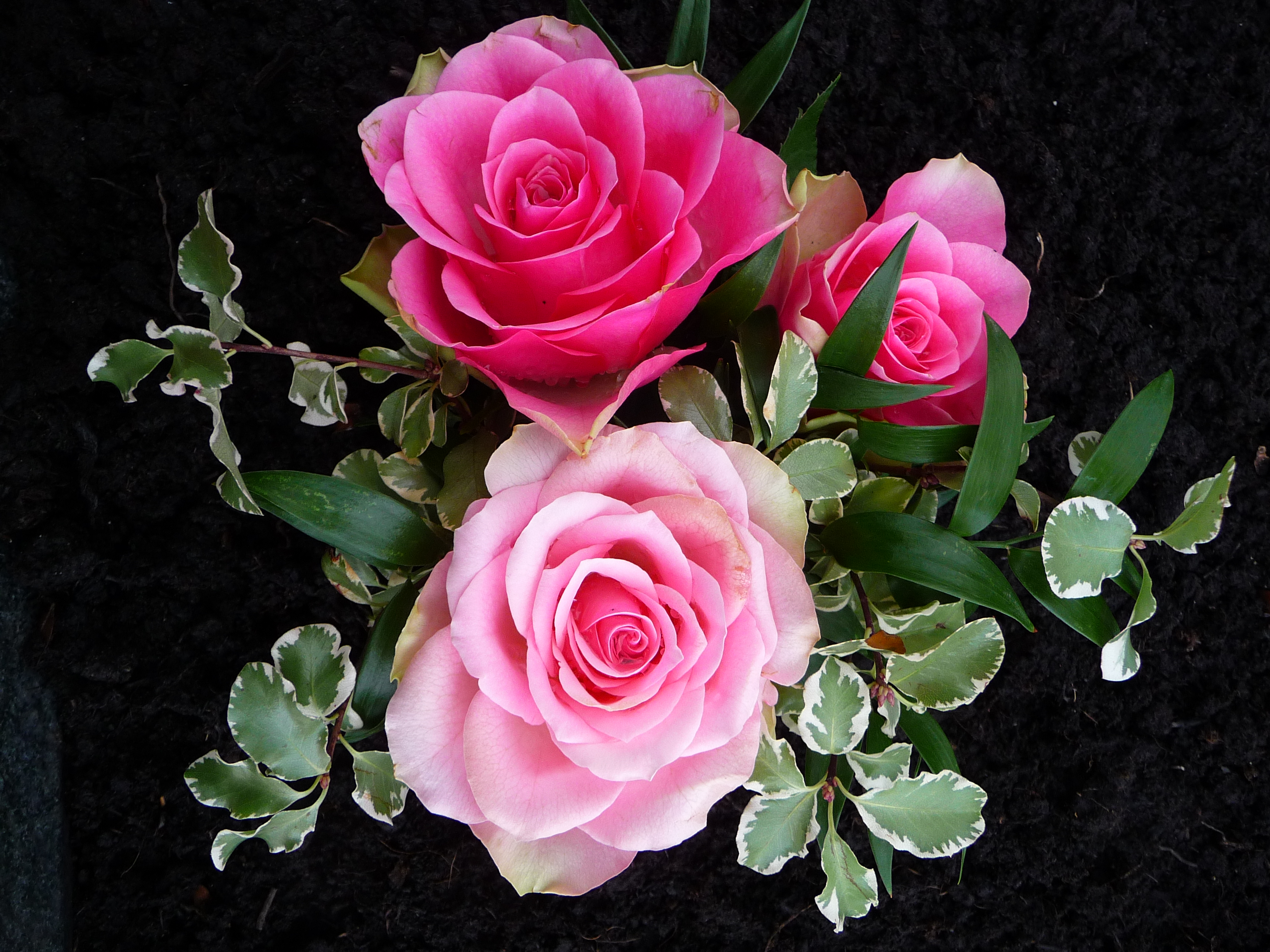 386609 скачать картинку роза, земля/природа, цветок, листва, розовый цветок, розовая роза, флауэрсы - обои и заставки бесплатно