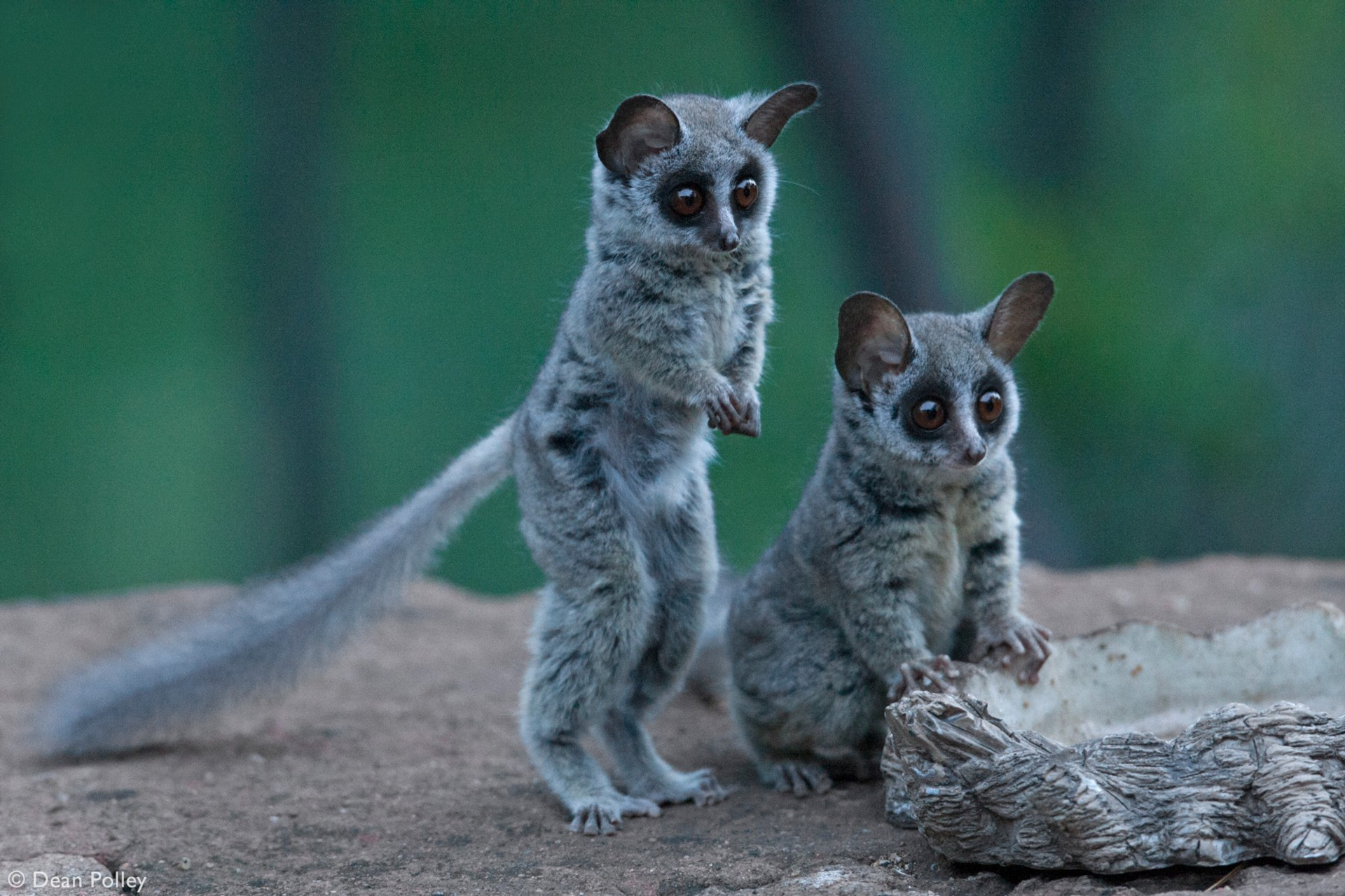 Die besten Galago-Hintergründe für den Telefonbildschirm