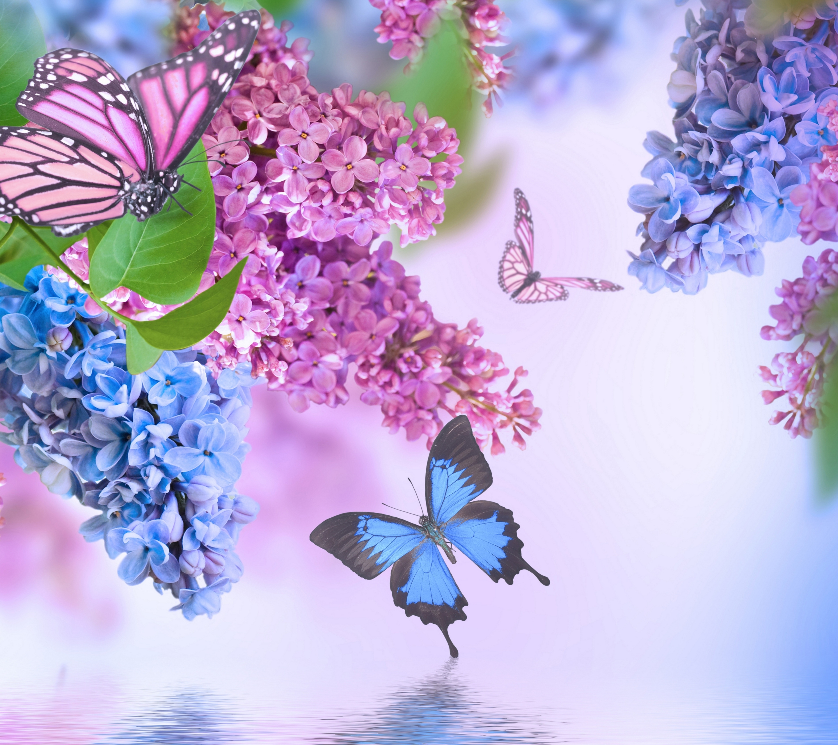 Скачать картинку Сирень, Цветок, Бабочка, Весна, Земля/природа, Розовый Цветок, Синий Цветок, Флауэрсы в телефон бесплатно.