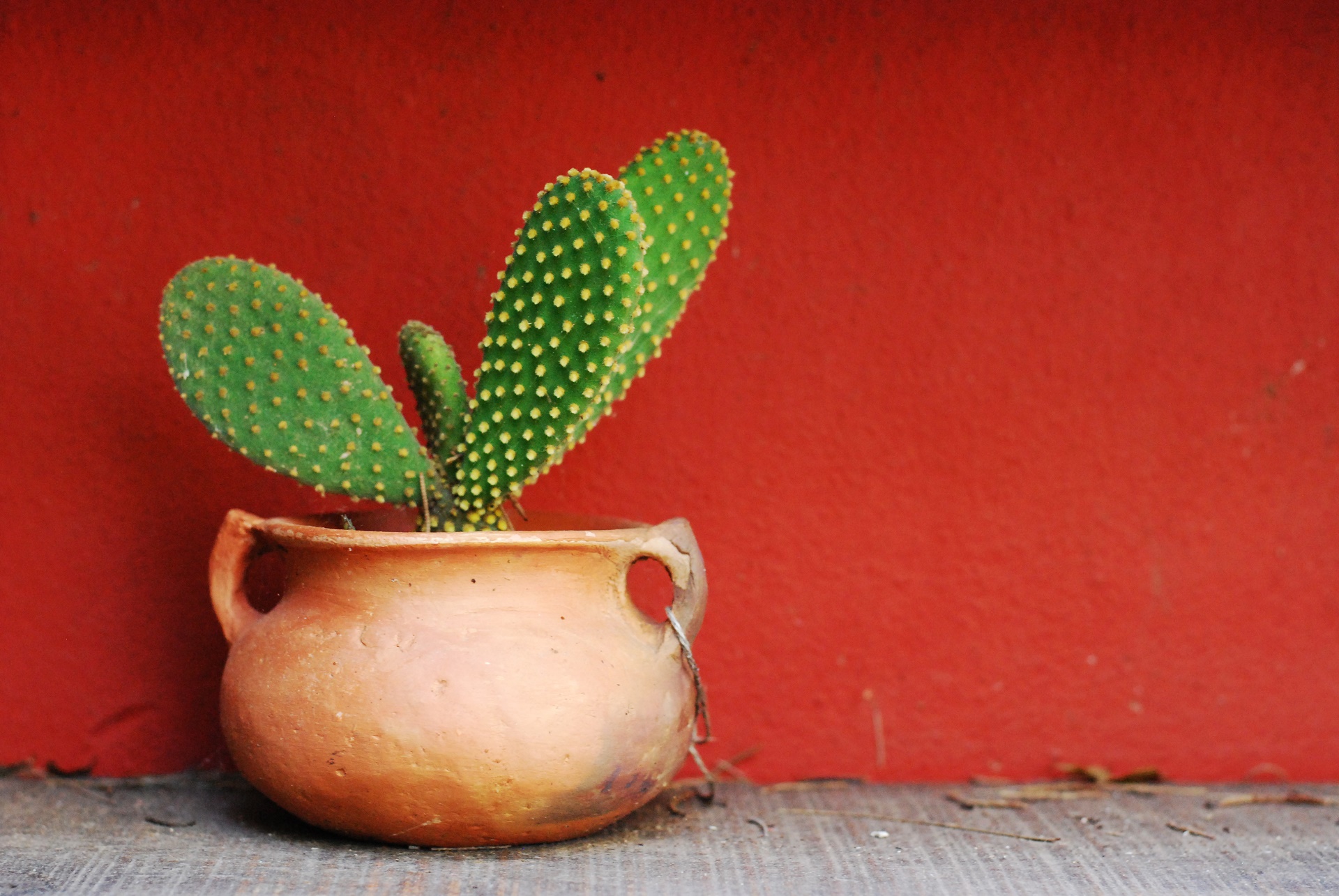 earth, cactus, pot plant