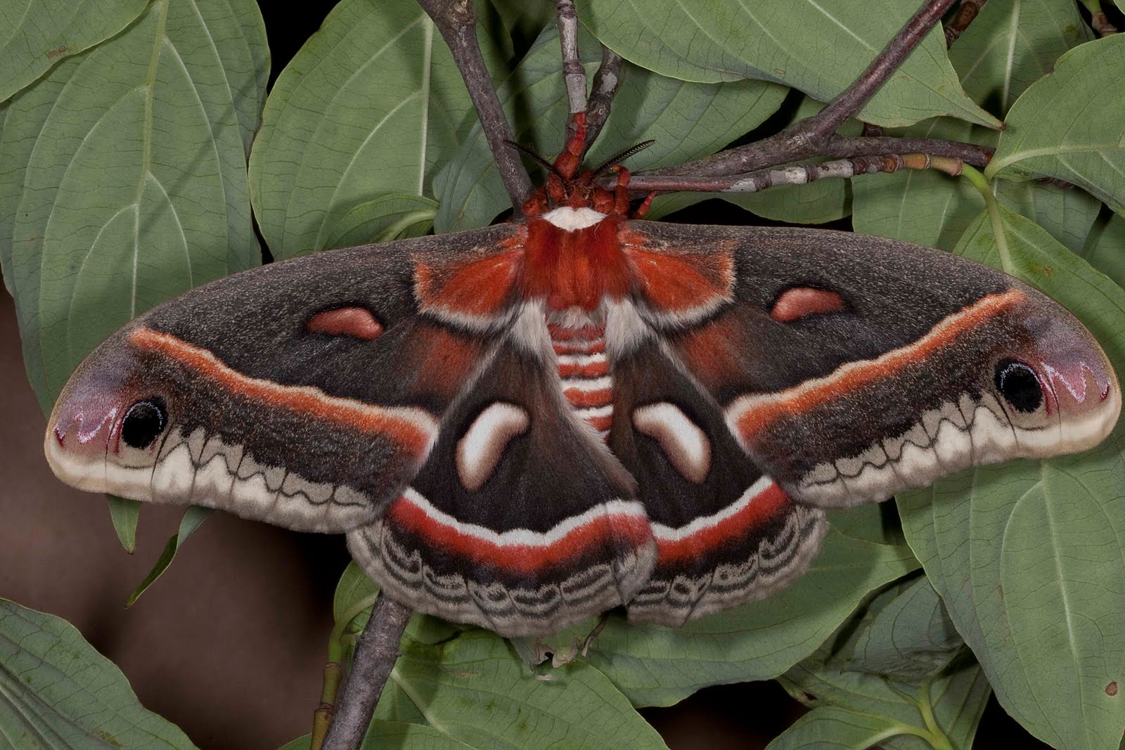 animal, cecropia moth, insect, leaf, moth, nature, red