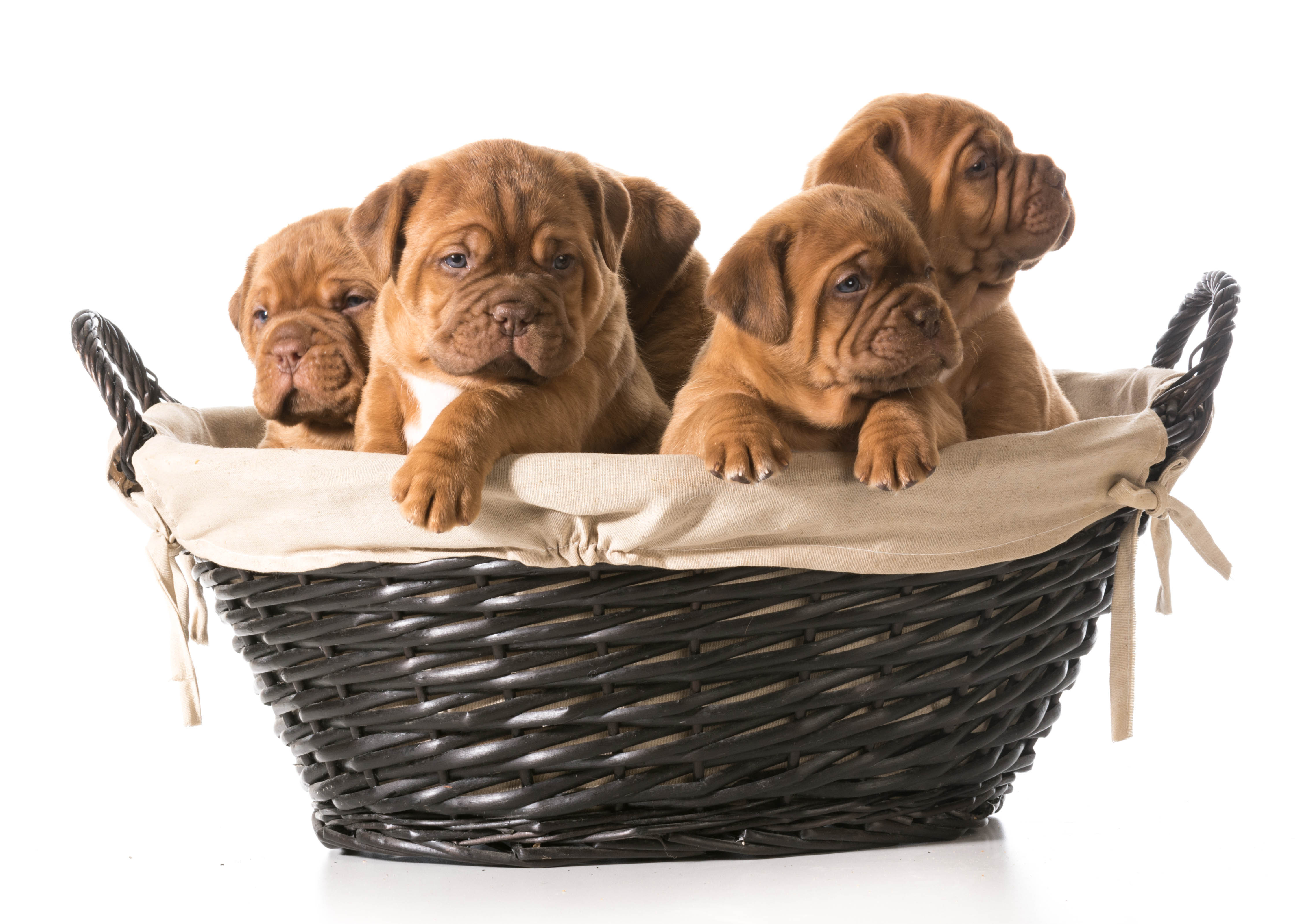 Free download wallpaper Dogs, Animal, Puppy on your PC desktop